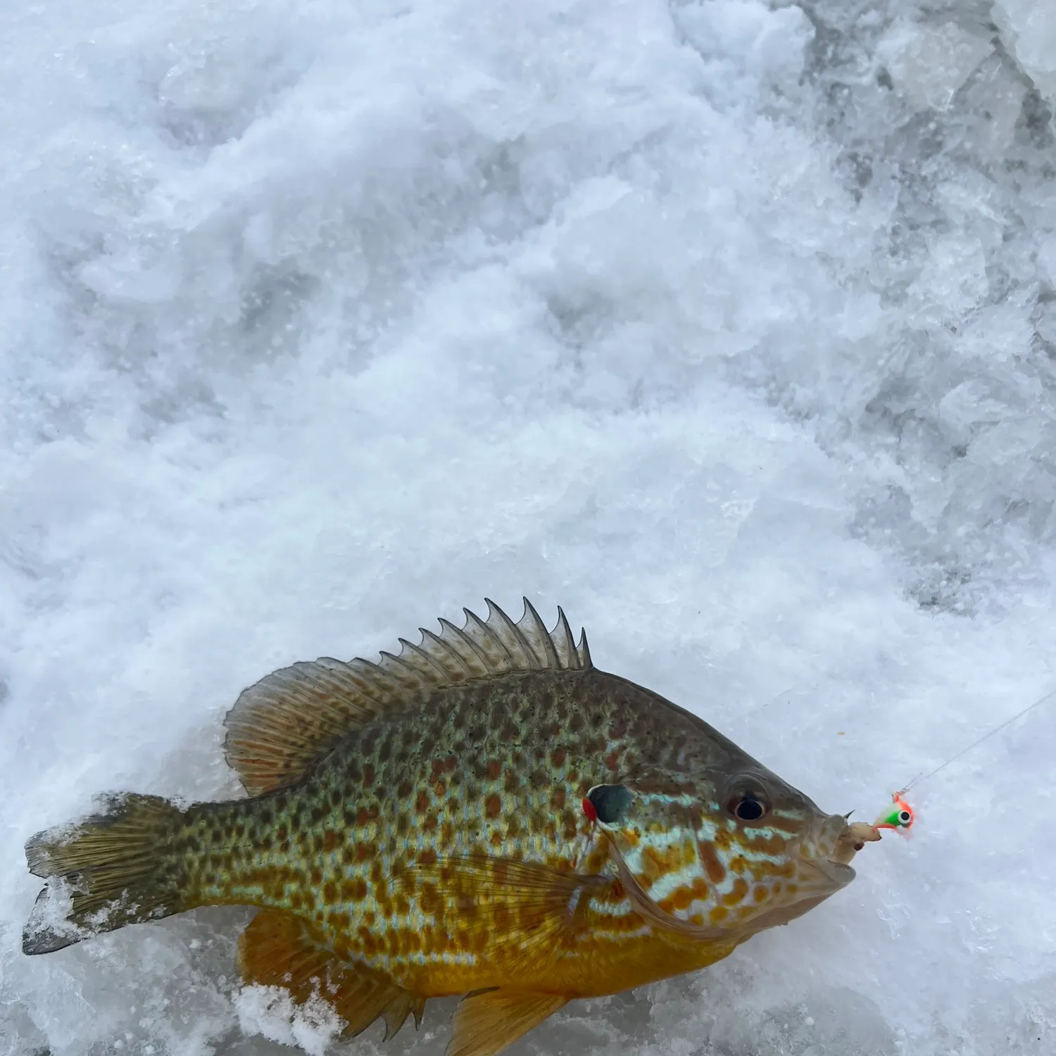 The most recent Pumpkinseed catches on Fishbrain