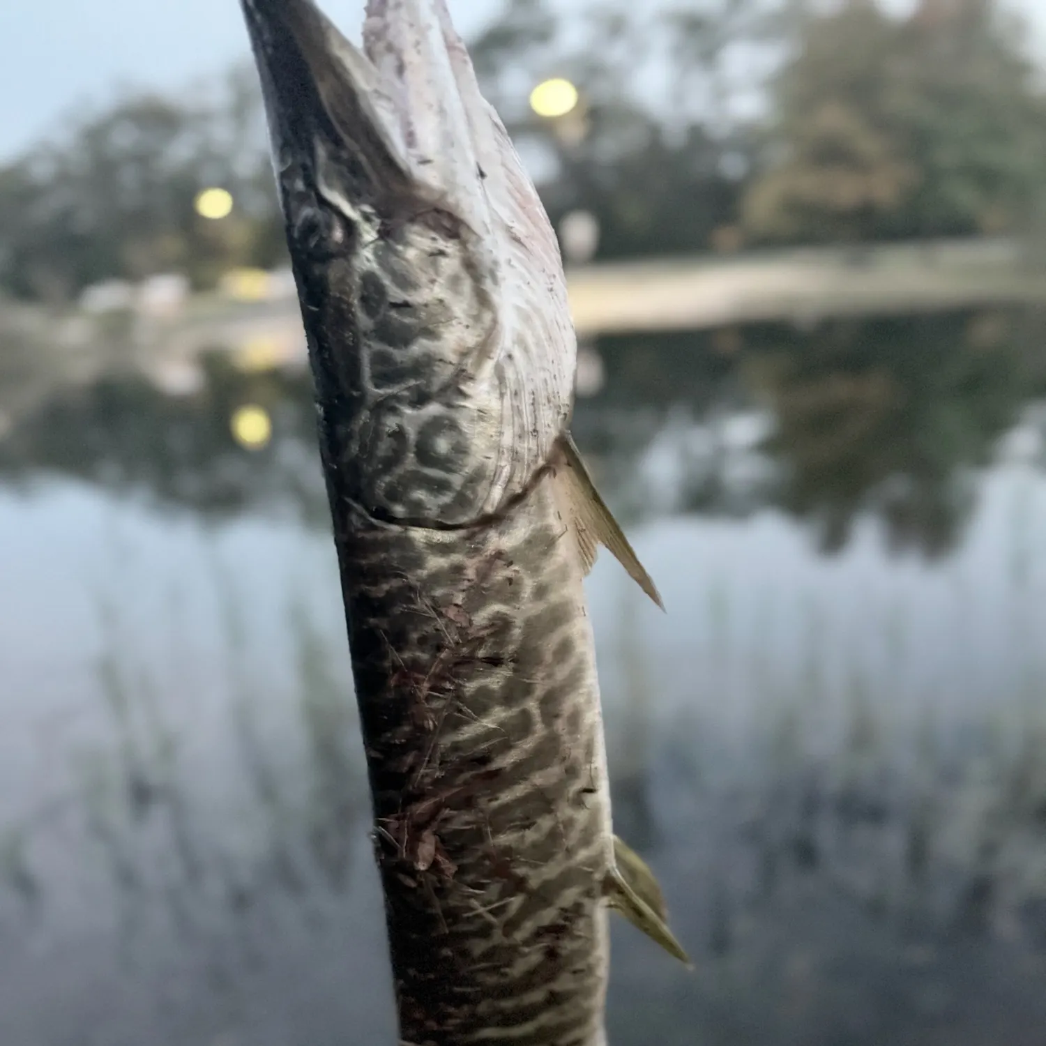 Tiger muskie caught on Fishbrain