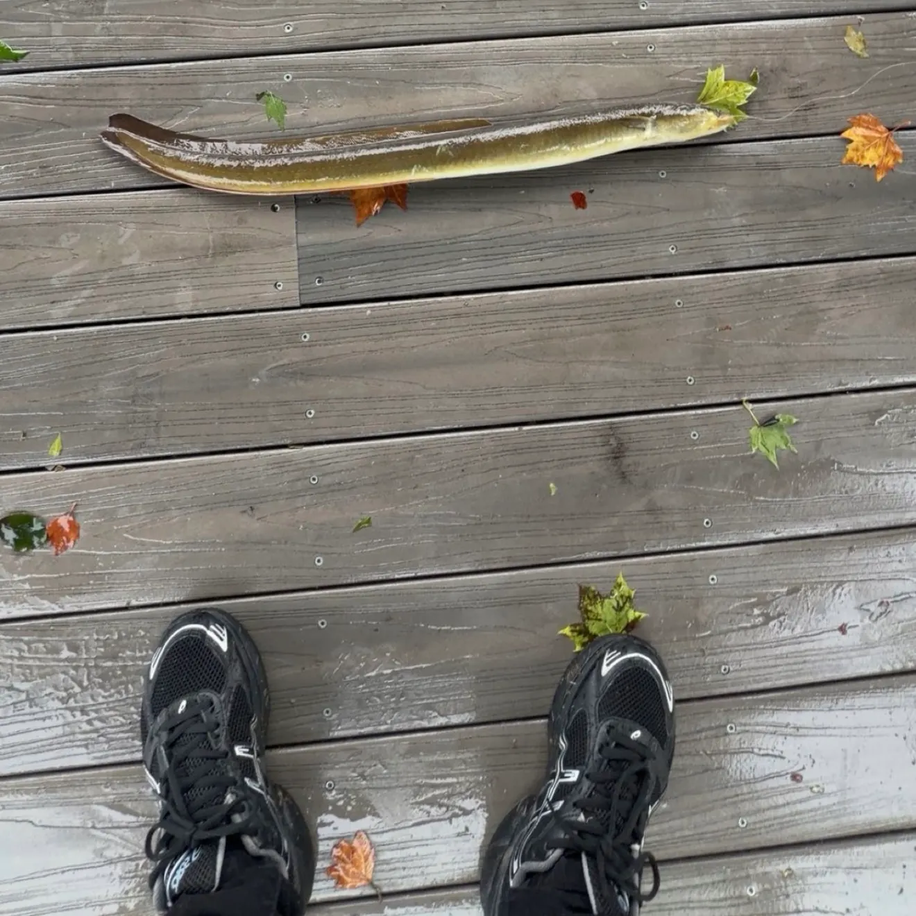 American eel caught on Fishbrain