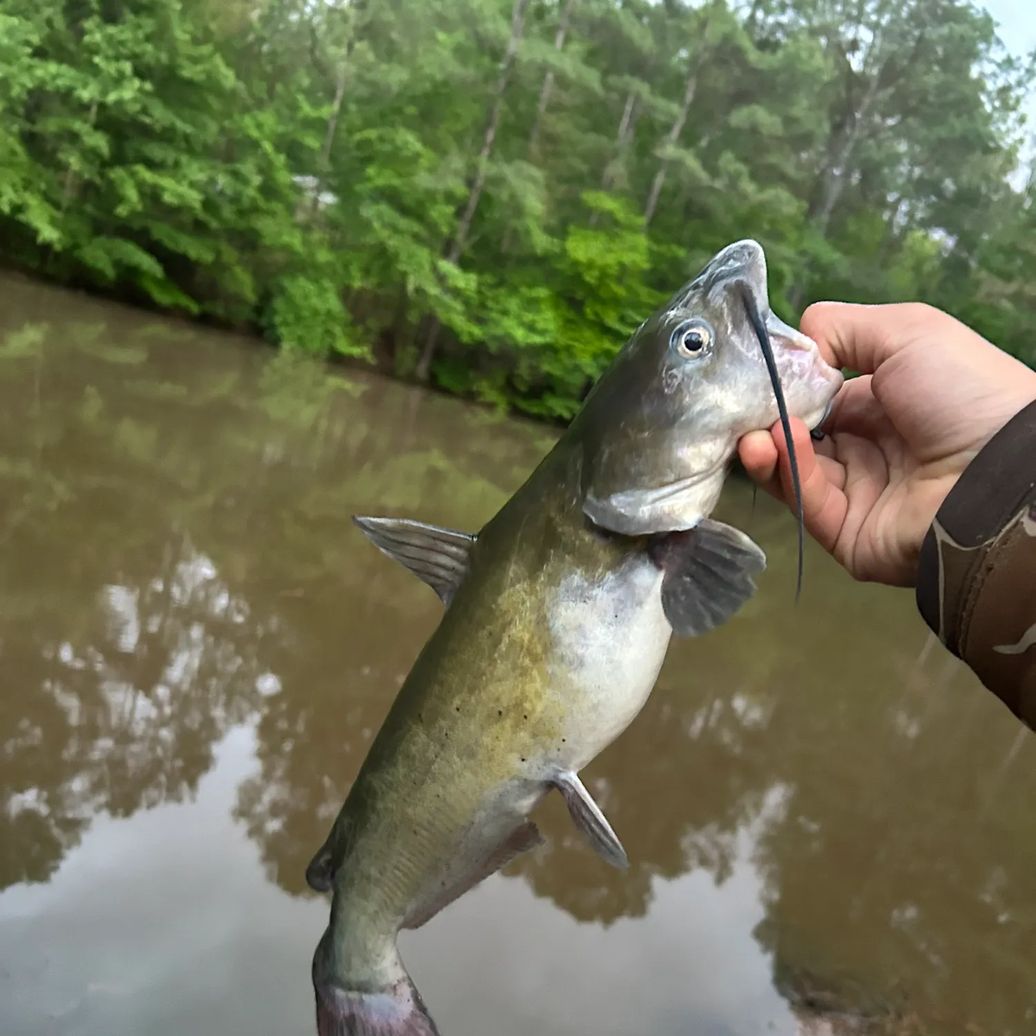angler catch