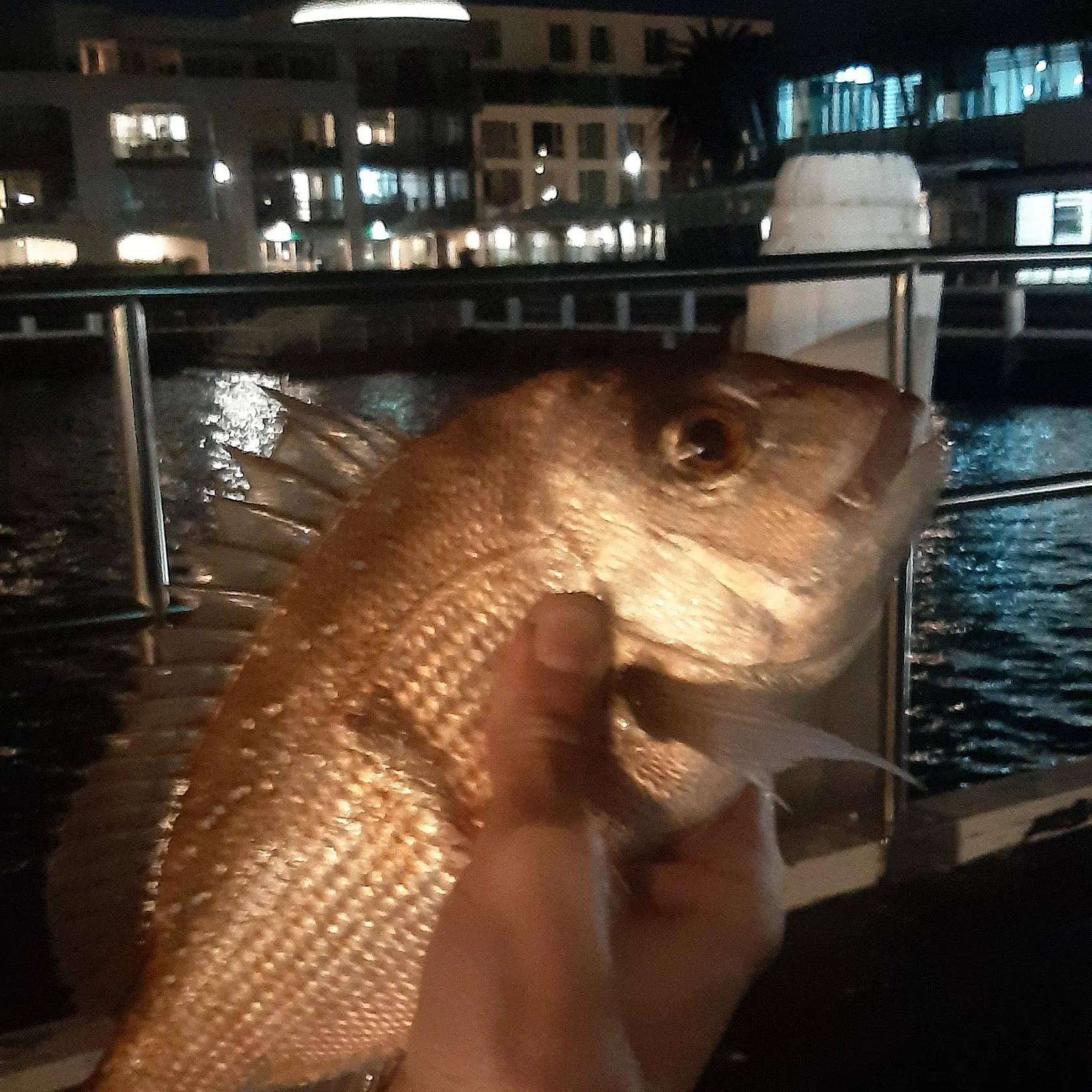 Australasian snapper caught on Fishbrain