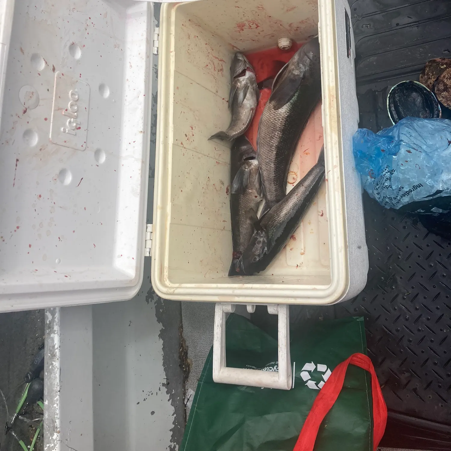 recently logged catches