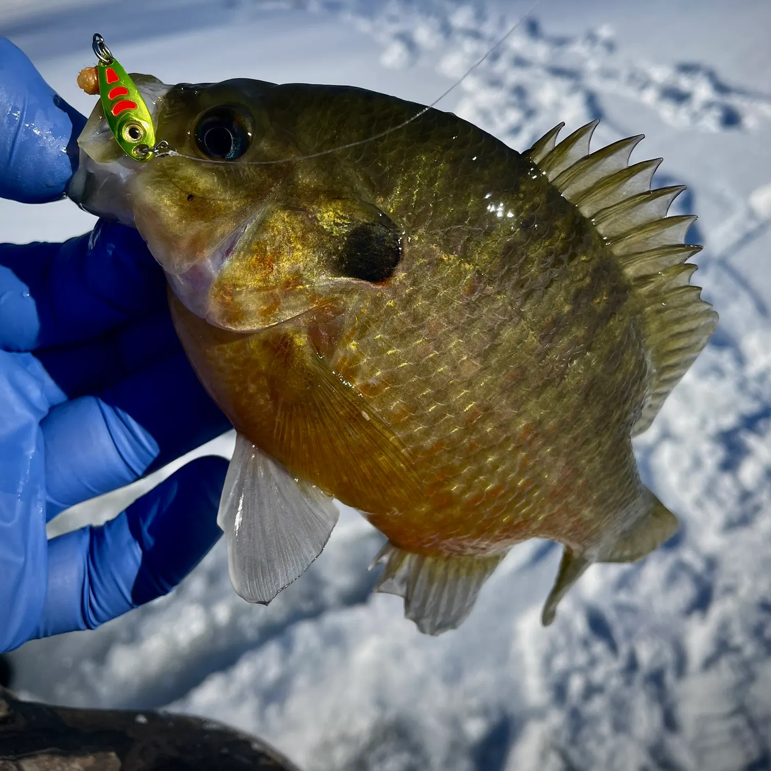 The most recent Wargill hybrid catches on Fishbrain