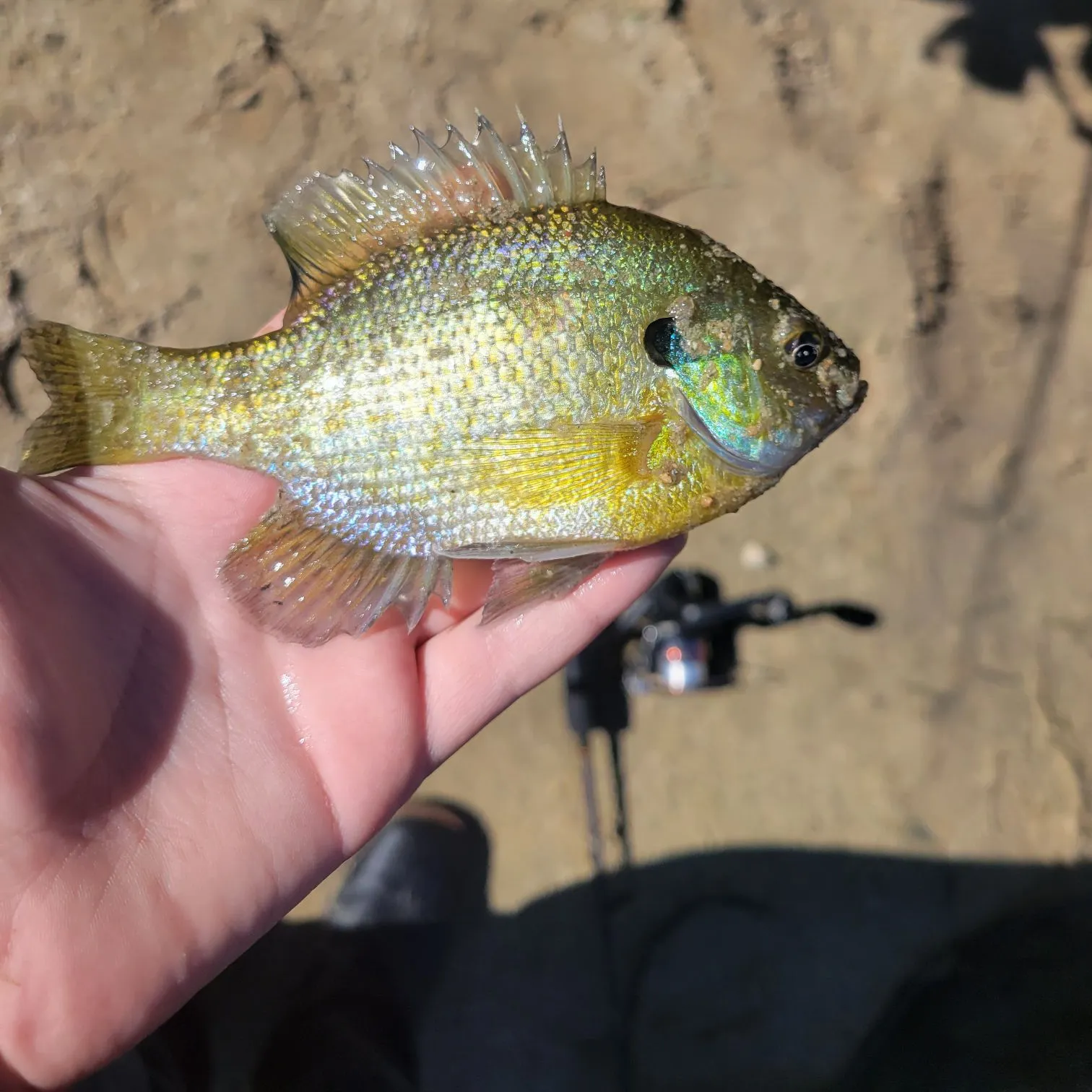 Bluegill caught on Fishbrain