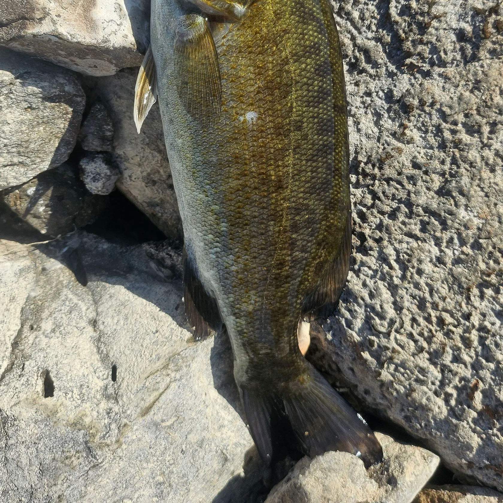 Smallmouth bass caught on Fishbrain