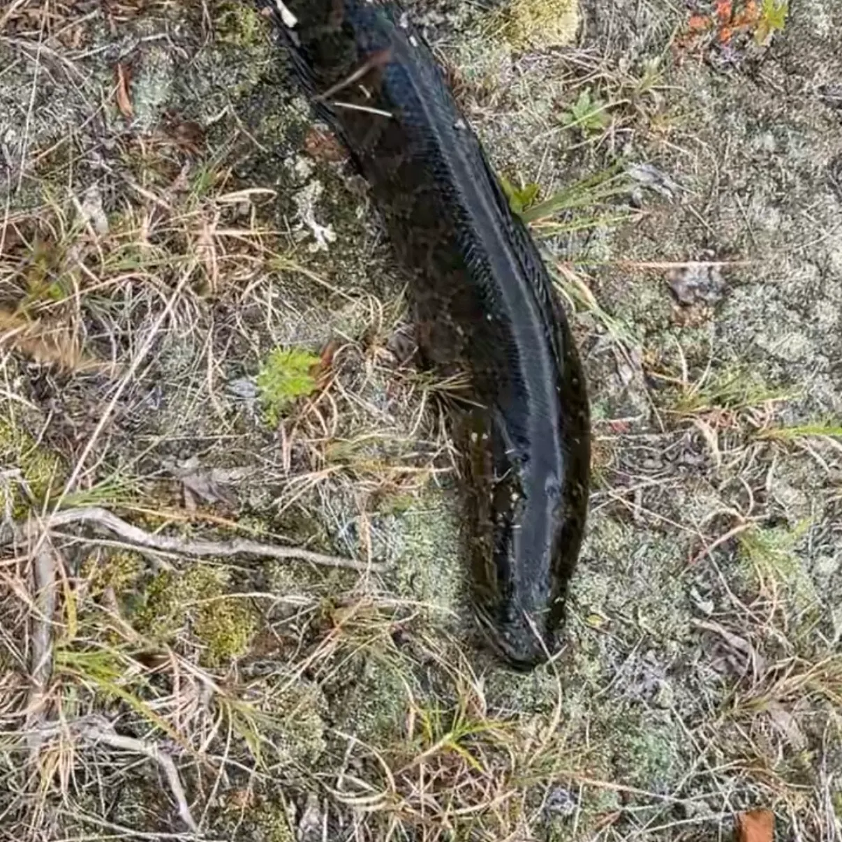 The most recent Northern snakehead catches on Fishbrain