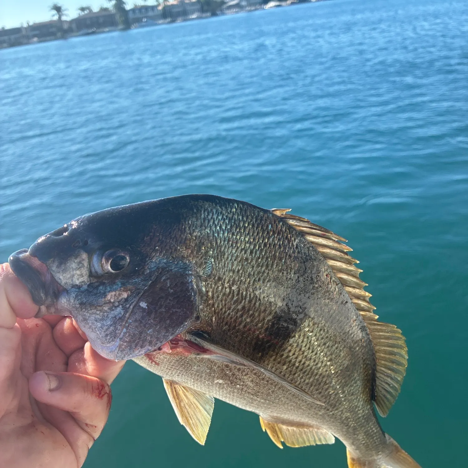 The most recent Sargo catches on Fishbrain