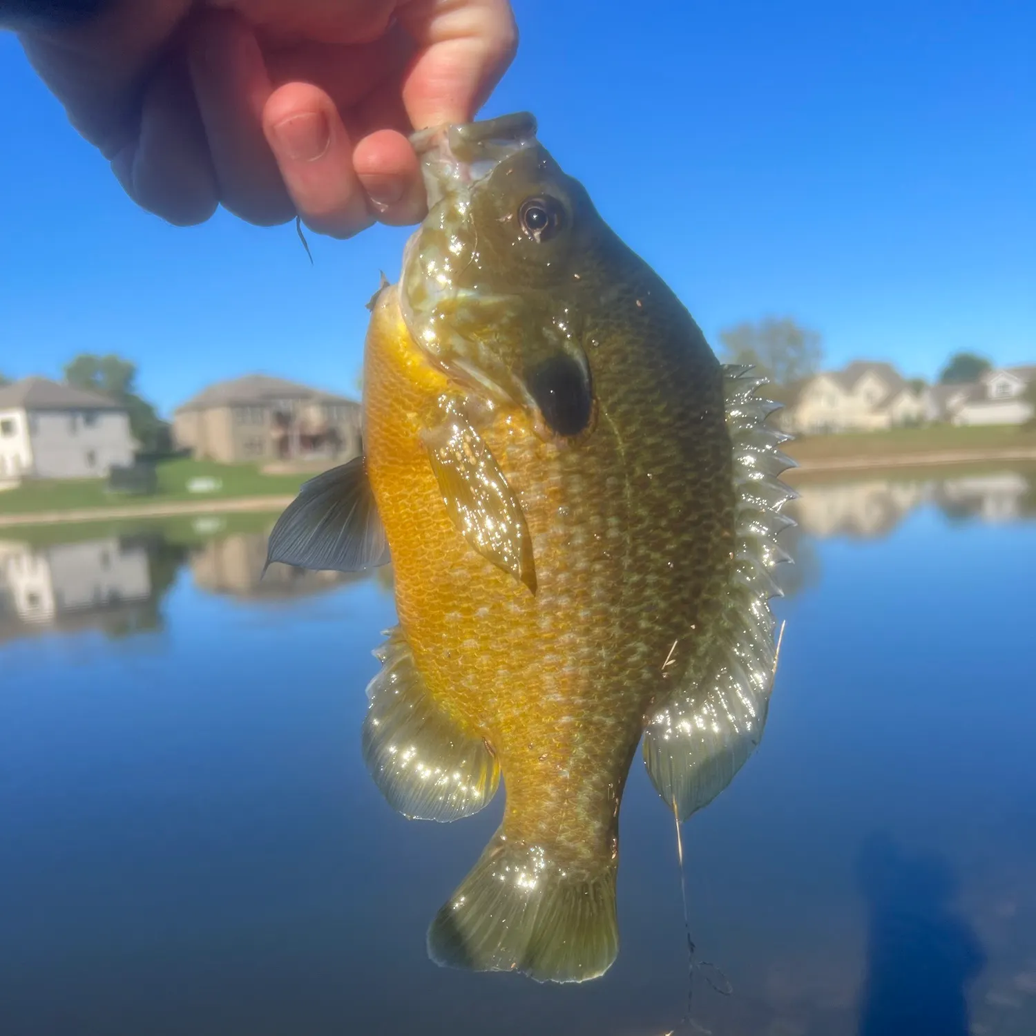 Bluegill caught on Fishbrain