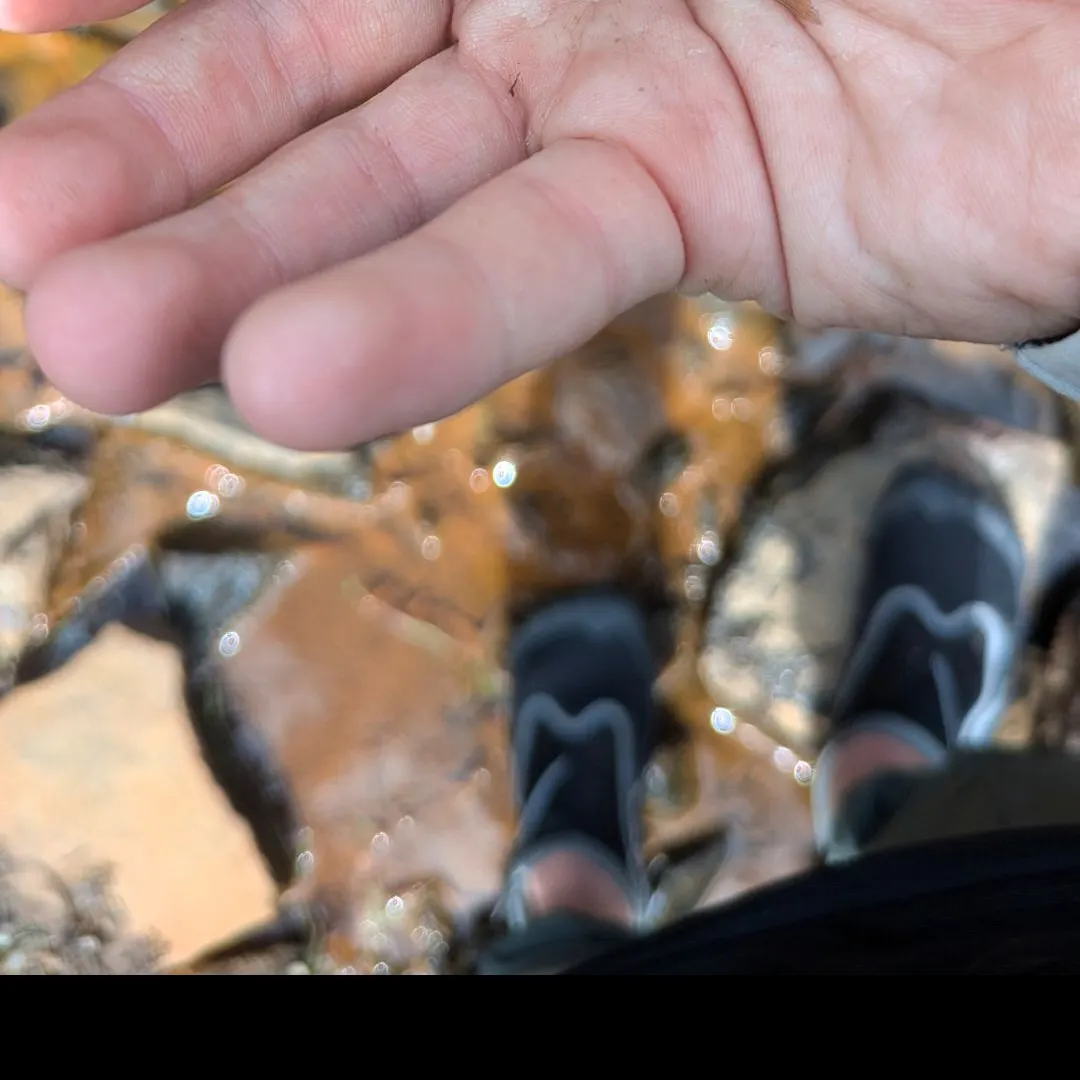 The most recent Spottail shiner catches on Fishbrain