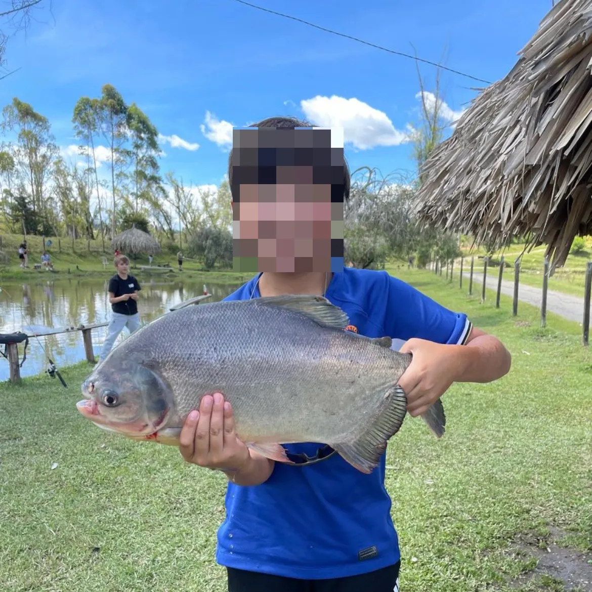 The most recent Black pacu catches on Fishbrain