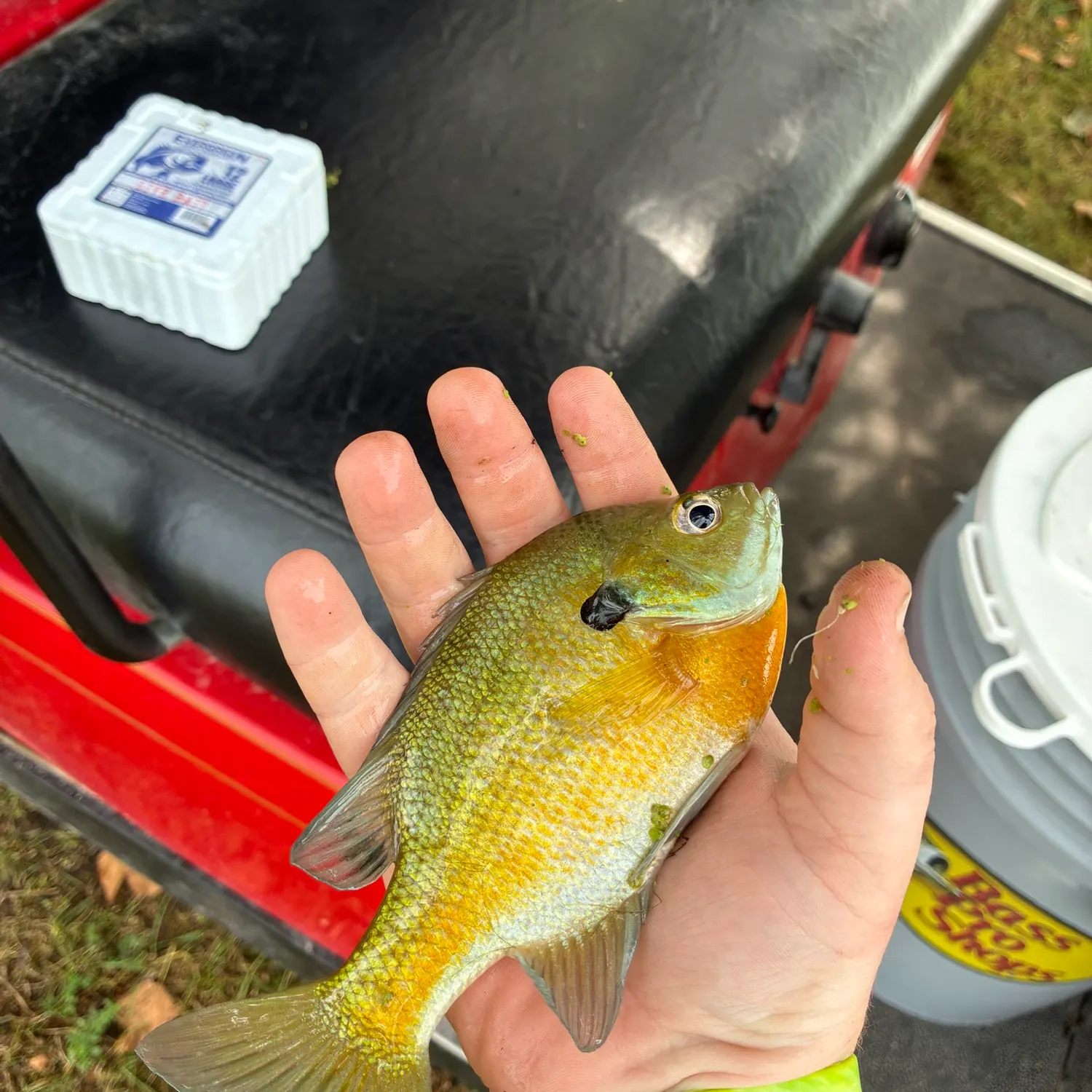 Bluegill caught on Fishbrain