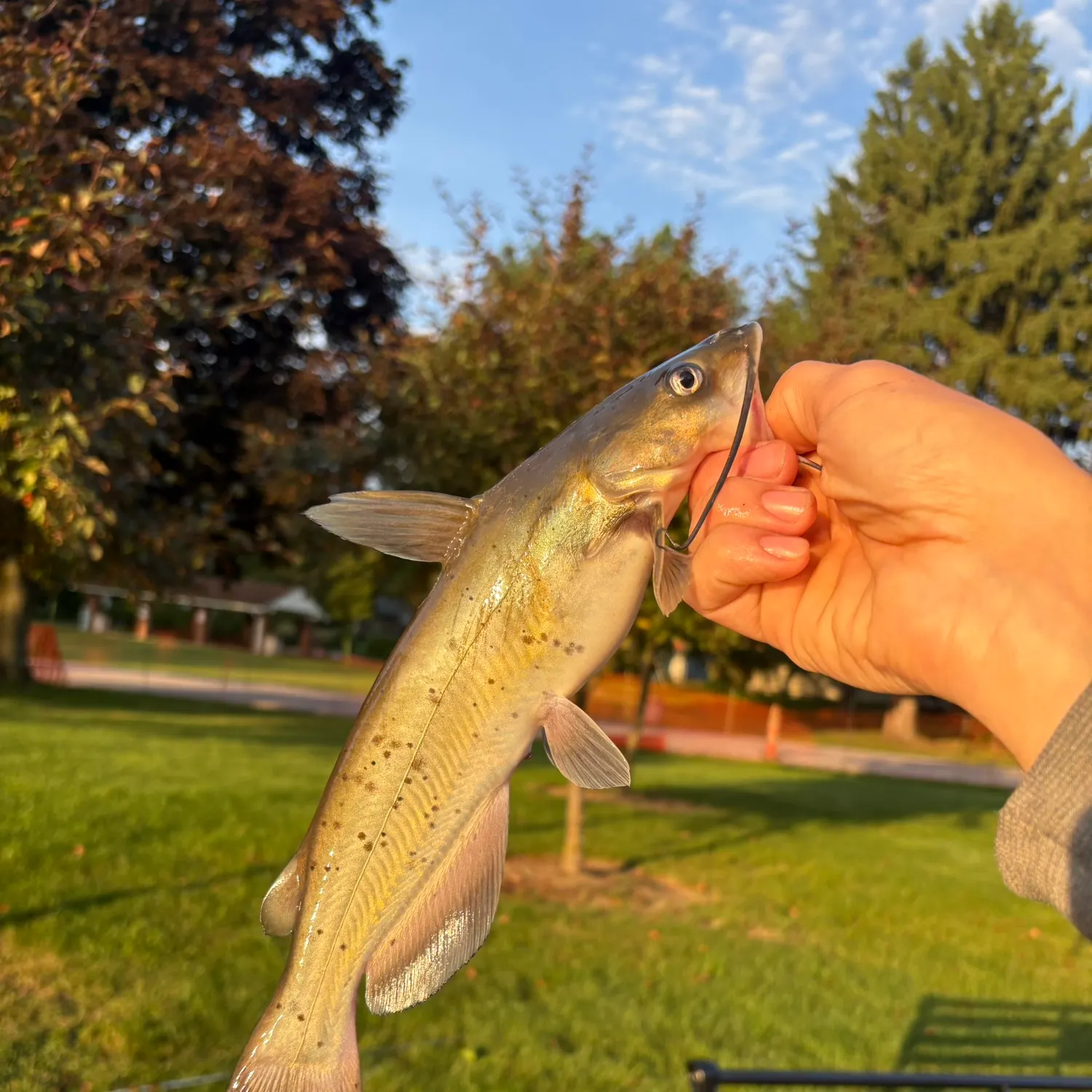 Channel catfish caught on Fishbrain