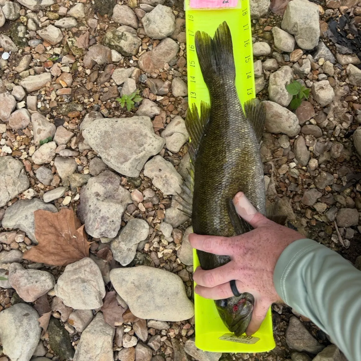 Smallmouth bass caught on Fishbrain