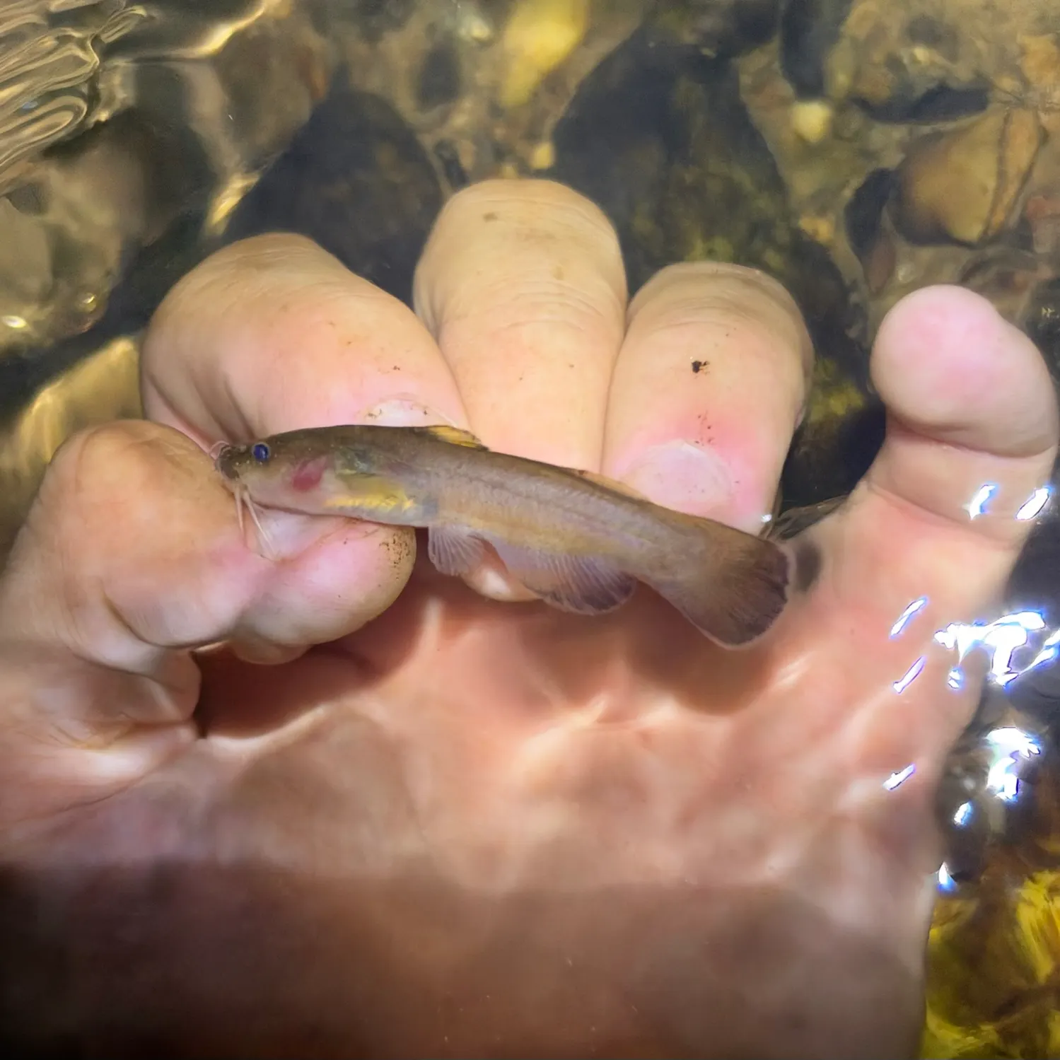 Black madtom caught on Fishbrain