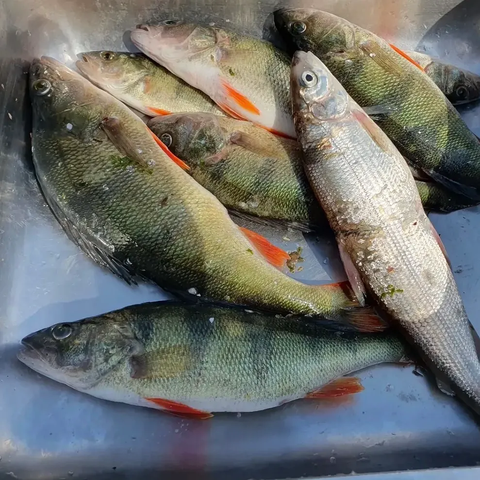 European perch caught on Fishbrain