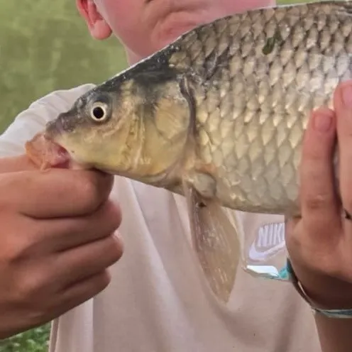 The most recent Grass carp catches on Fishbrain