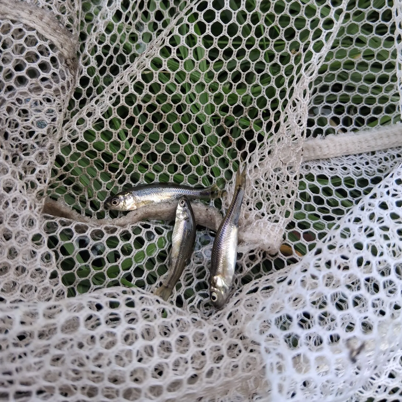 Creek chub caught on Fishbrain