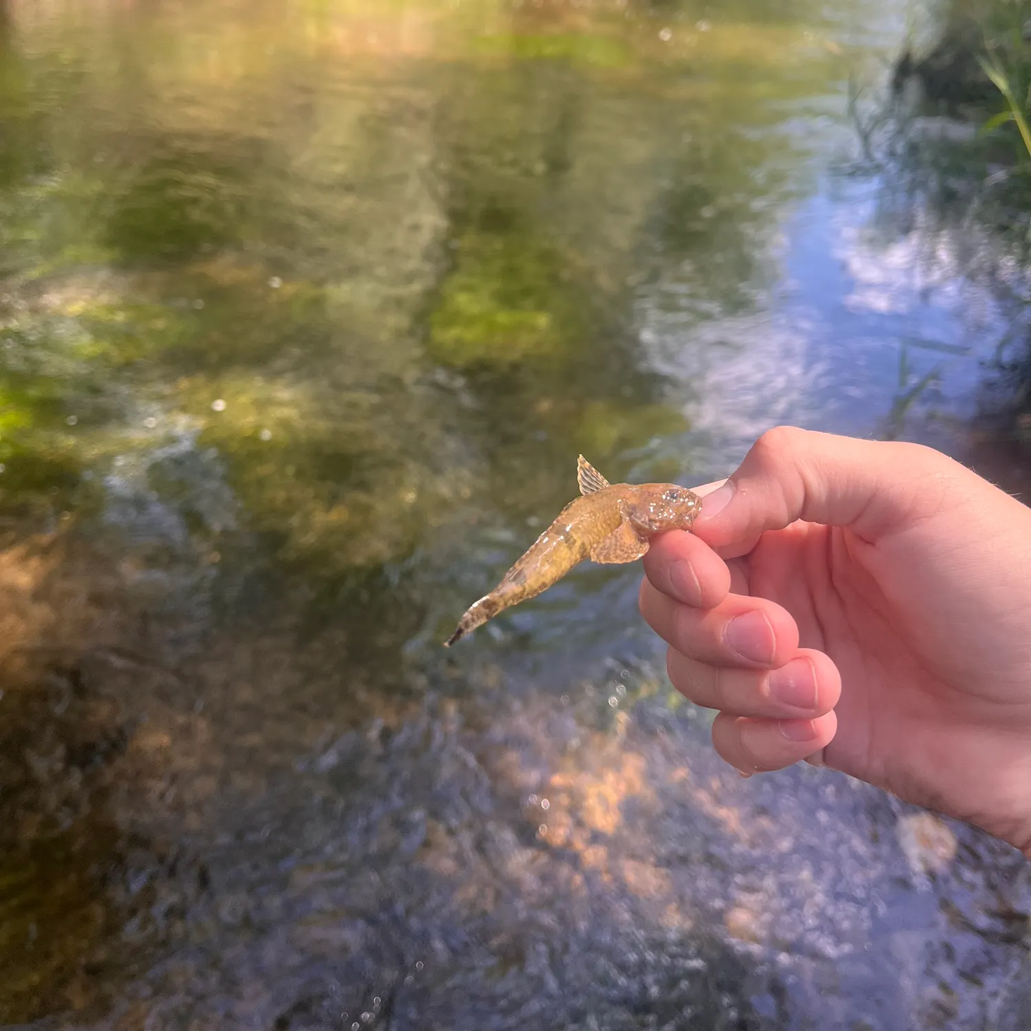 The most recent Mottled sculpin catches on Fishbrain