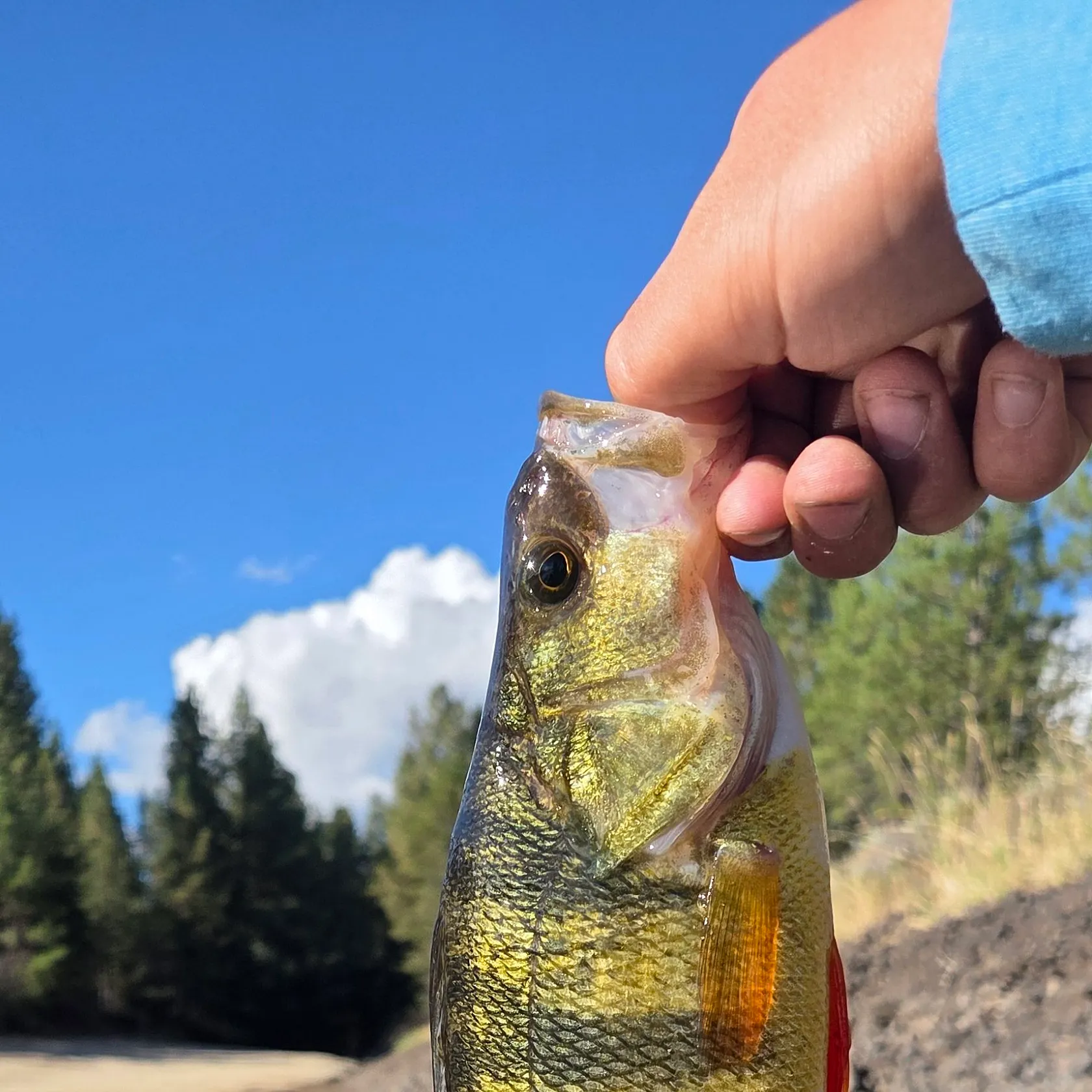 Yellow perch caught on Fishbrain