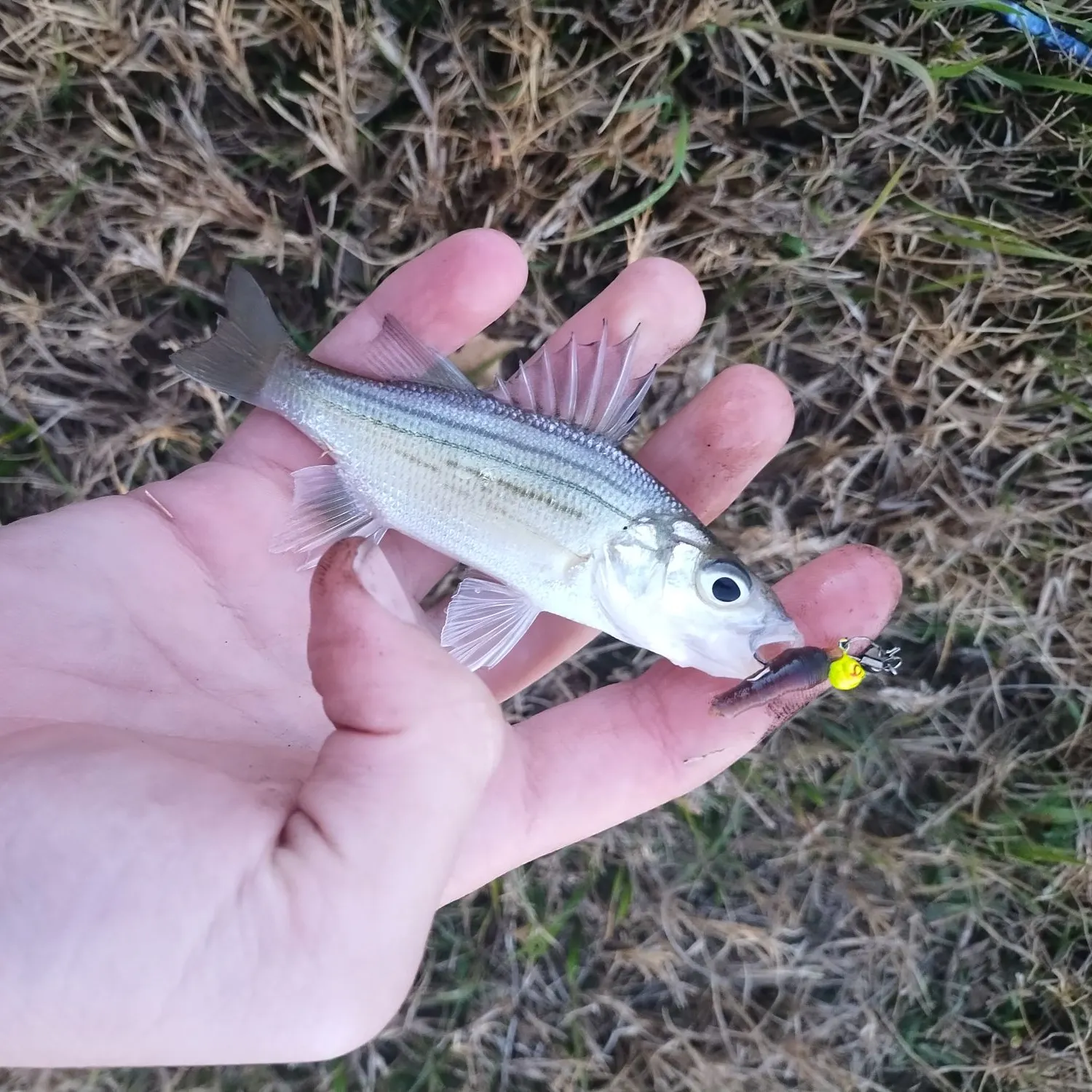 The most recent Yellow bass catches on Fishbrain