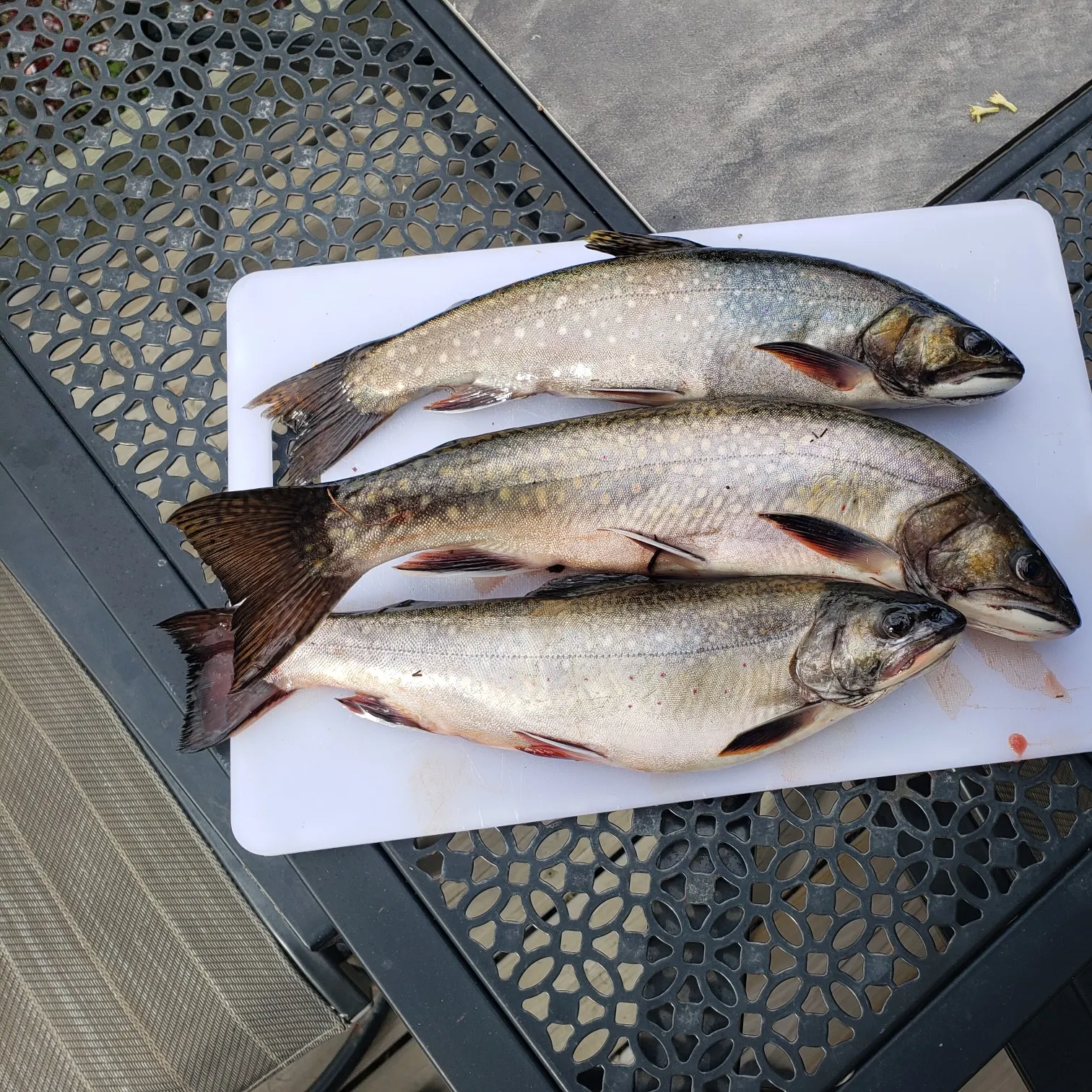 recently logged catches