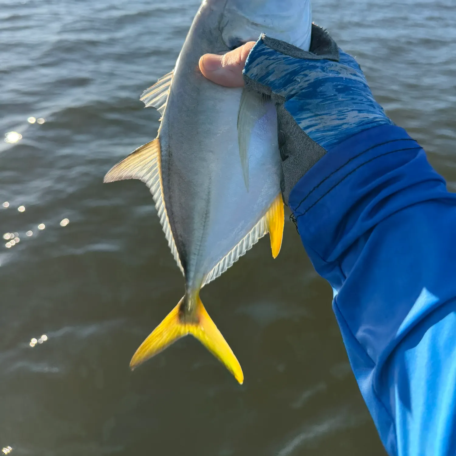 The most recent Crevalle jack catches on Fishbrain