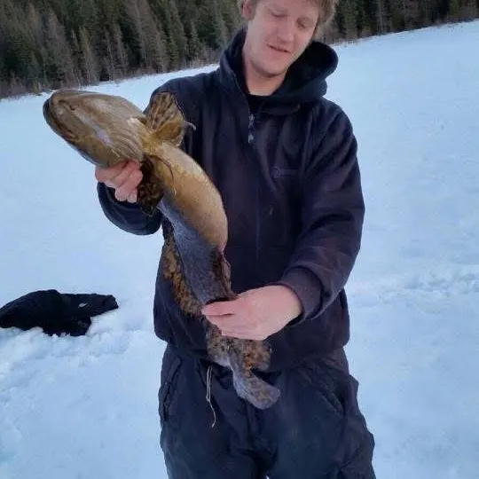The most recent Burbot catches on Fishbrain