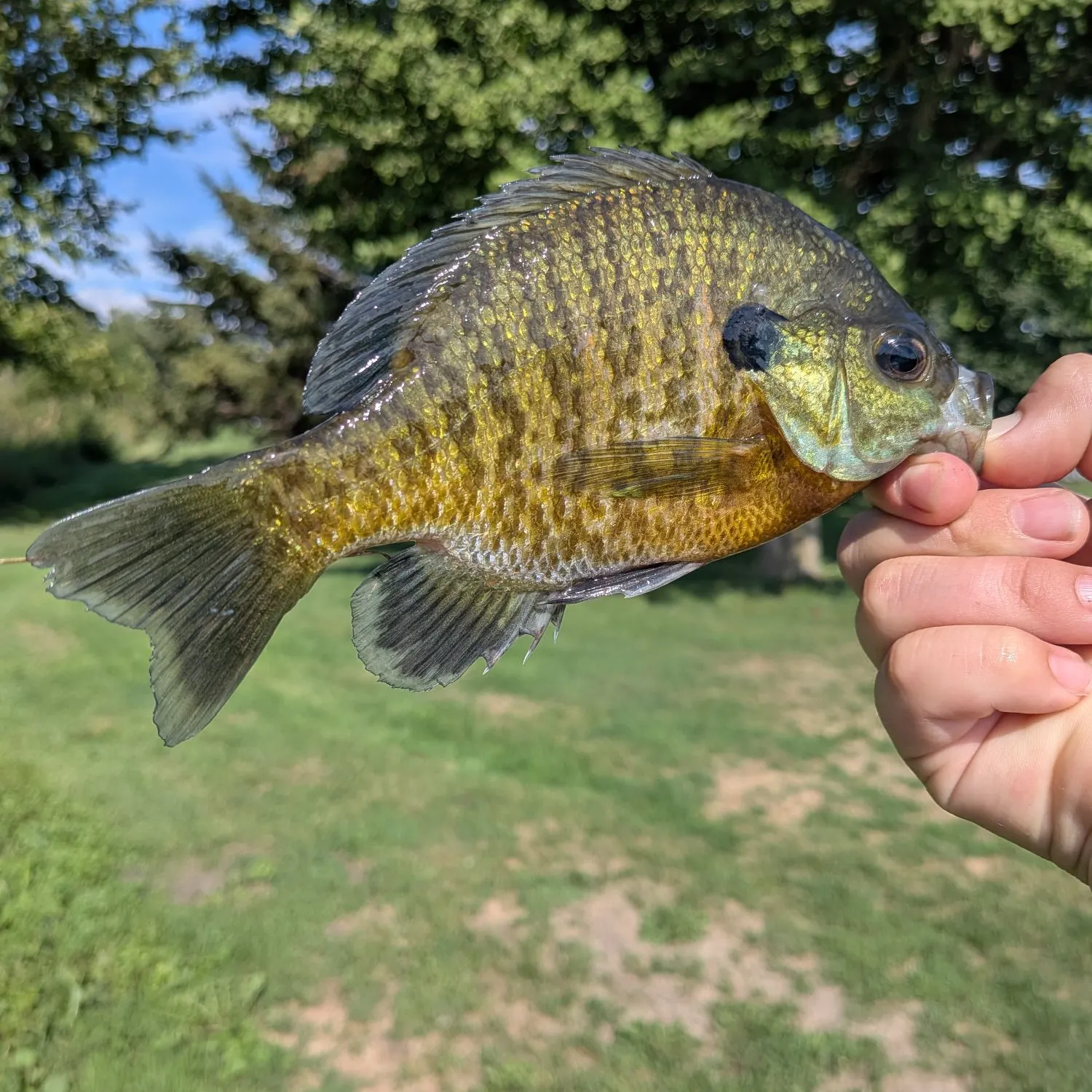 Bluegill caught on Fishbrain