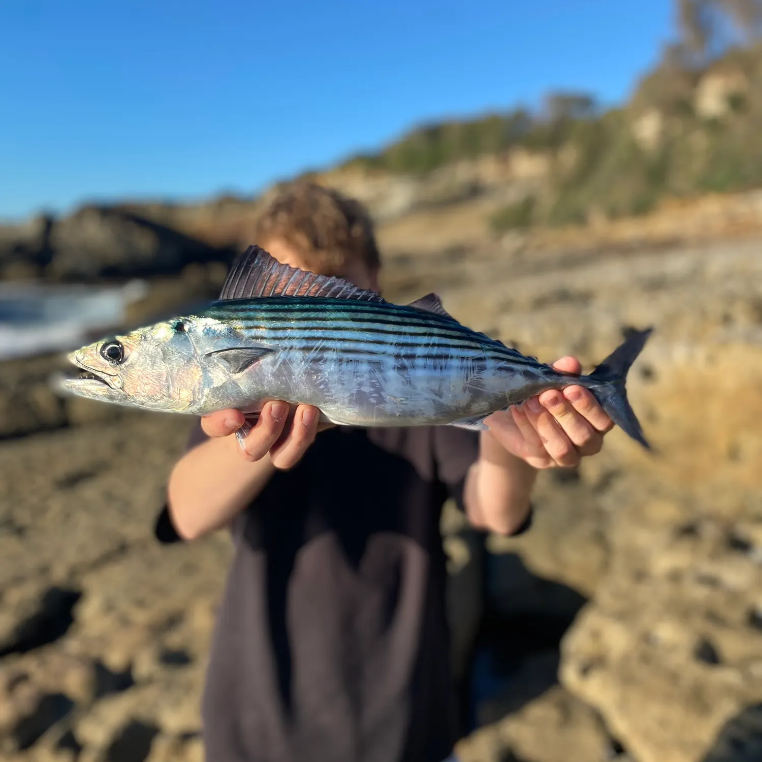 The most recent Striped bonito catches on Fishbrain