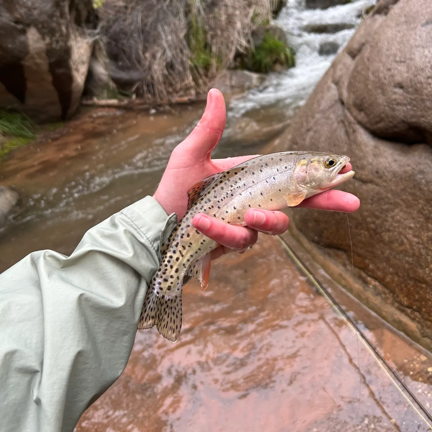 Bonneville cutthroat trout caught on Fishbrain