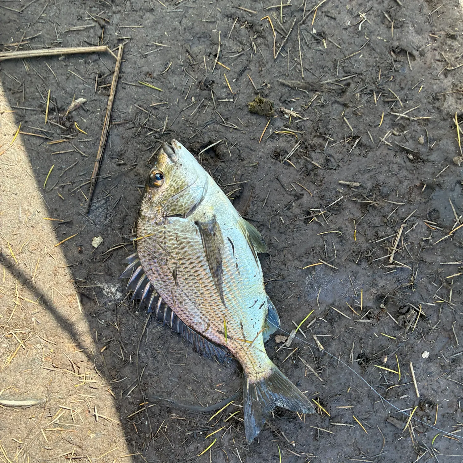 Southern black bream caught on Fishbrain