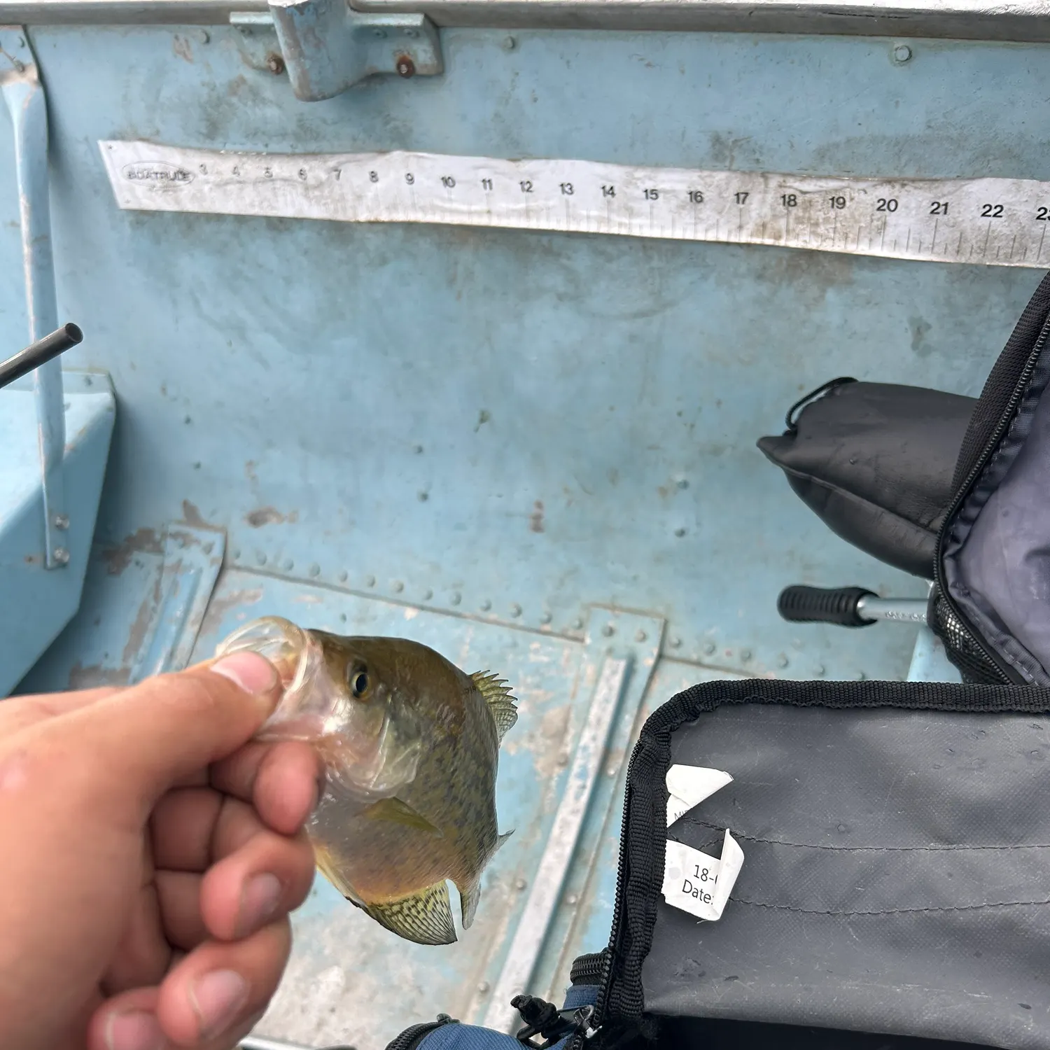 Black crappie caught on Fishbrain
