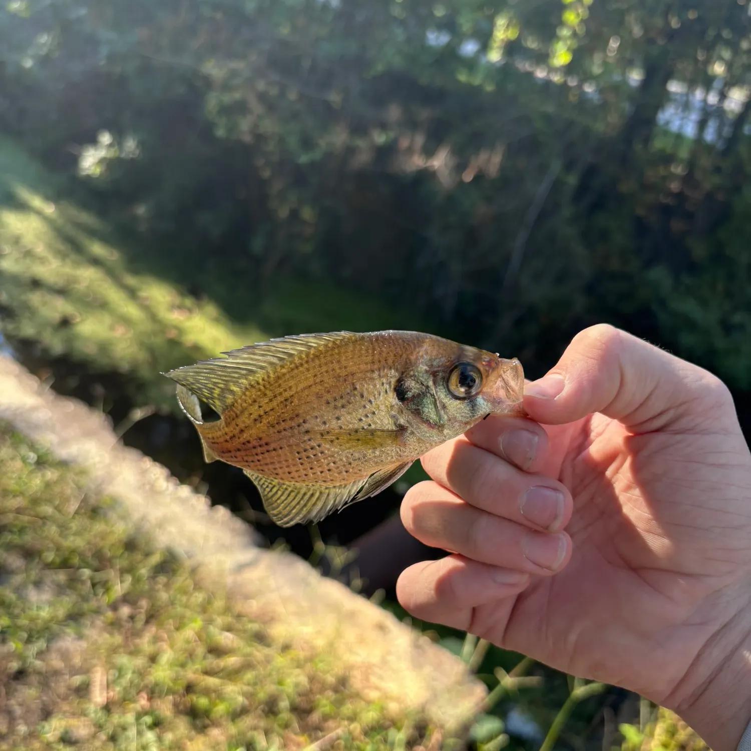 The most recent Flier catches on Fishbrain