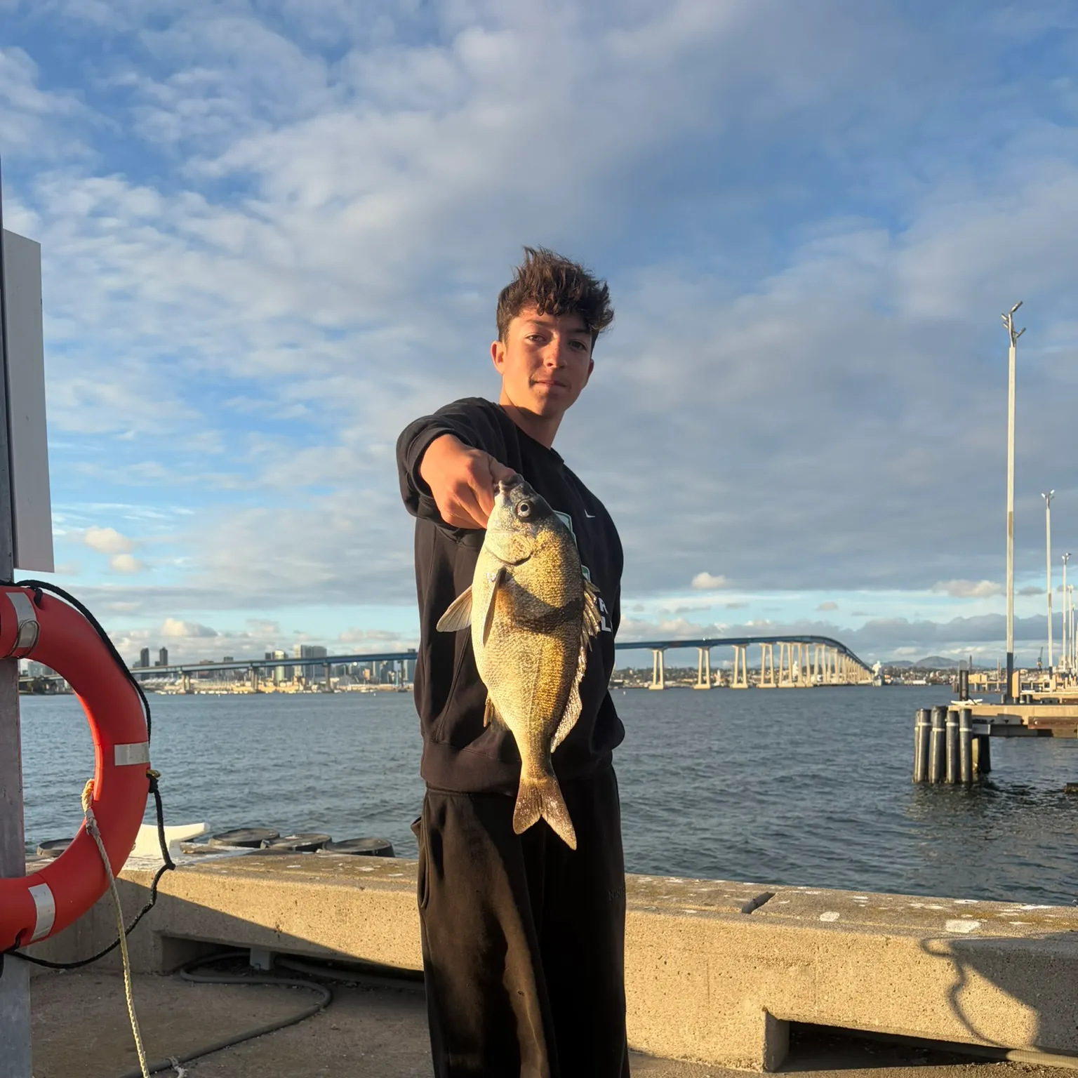 The most recent Sargo catches on Fishbrain
