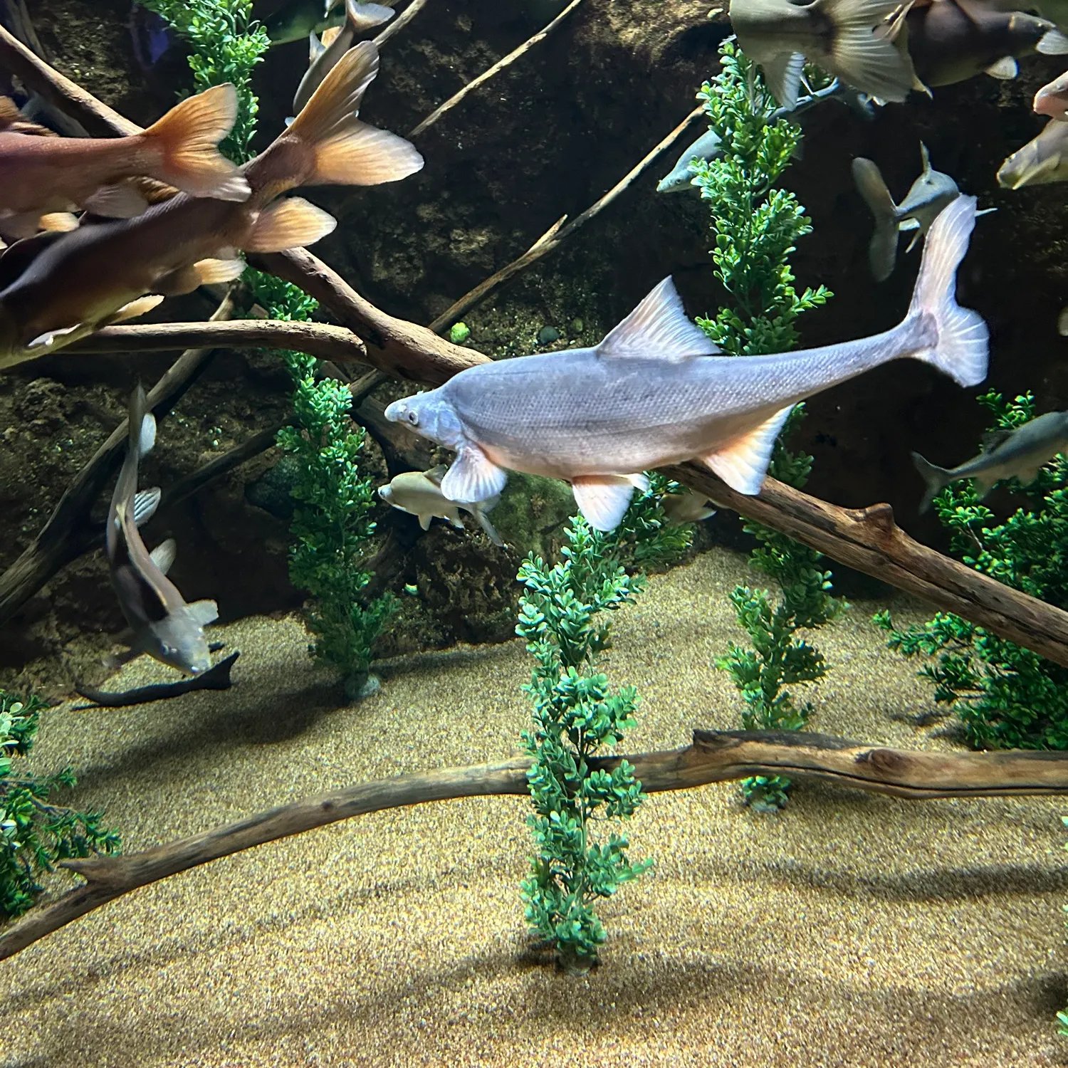 The most recent Razorback sucker catches on Fishbrain