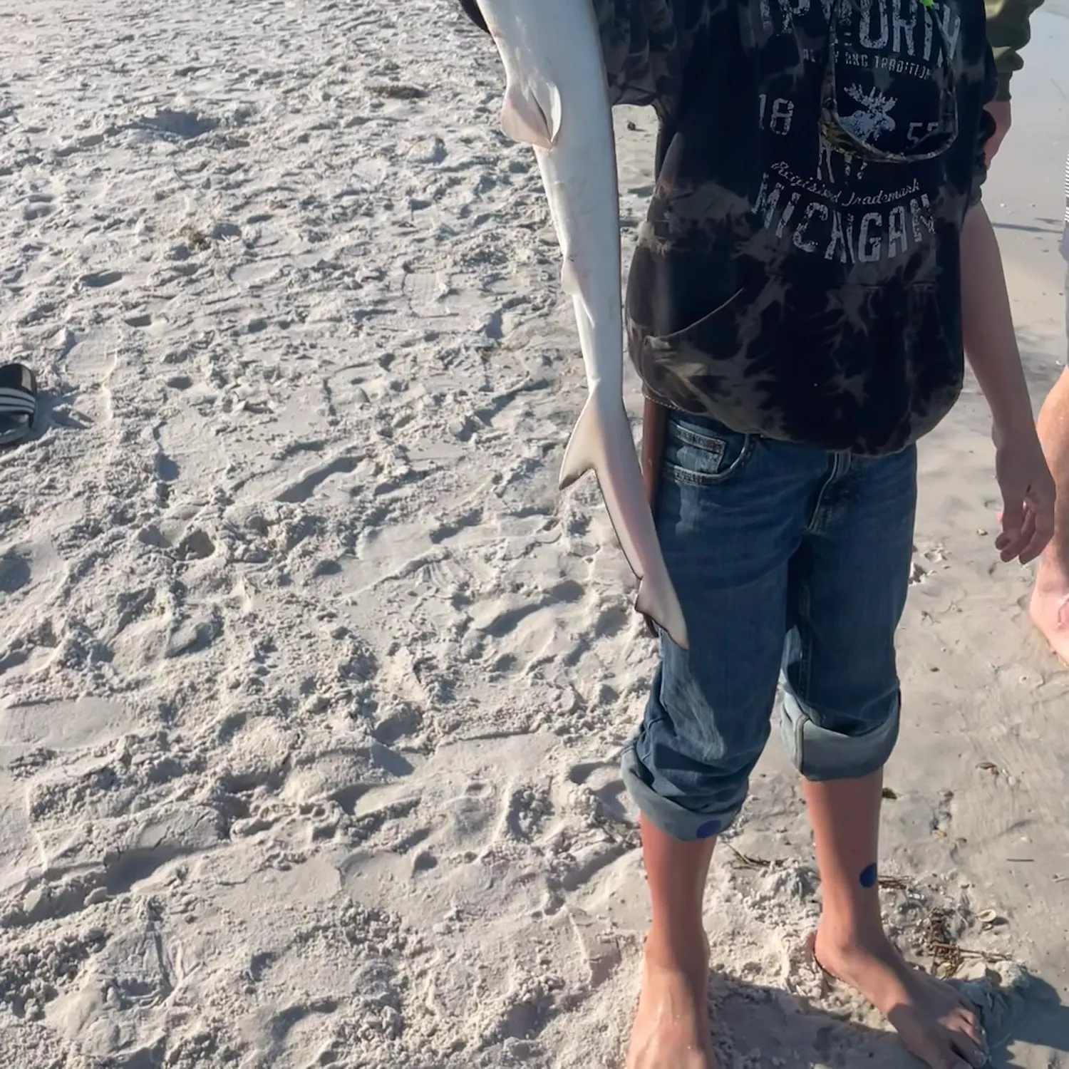 The most recent Atlantic sharpnose shark catches on Fishbrain