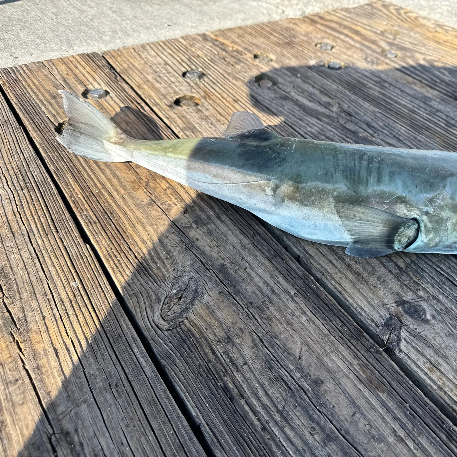 The most recent Smooth puffer catches on Fishbrain