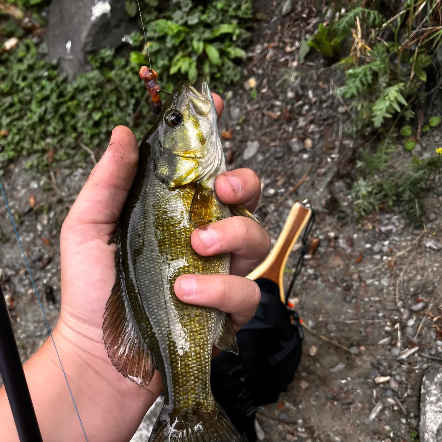 Smallmouth bass caught on Fishbrain
