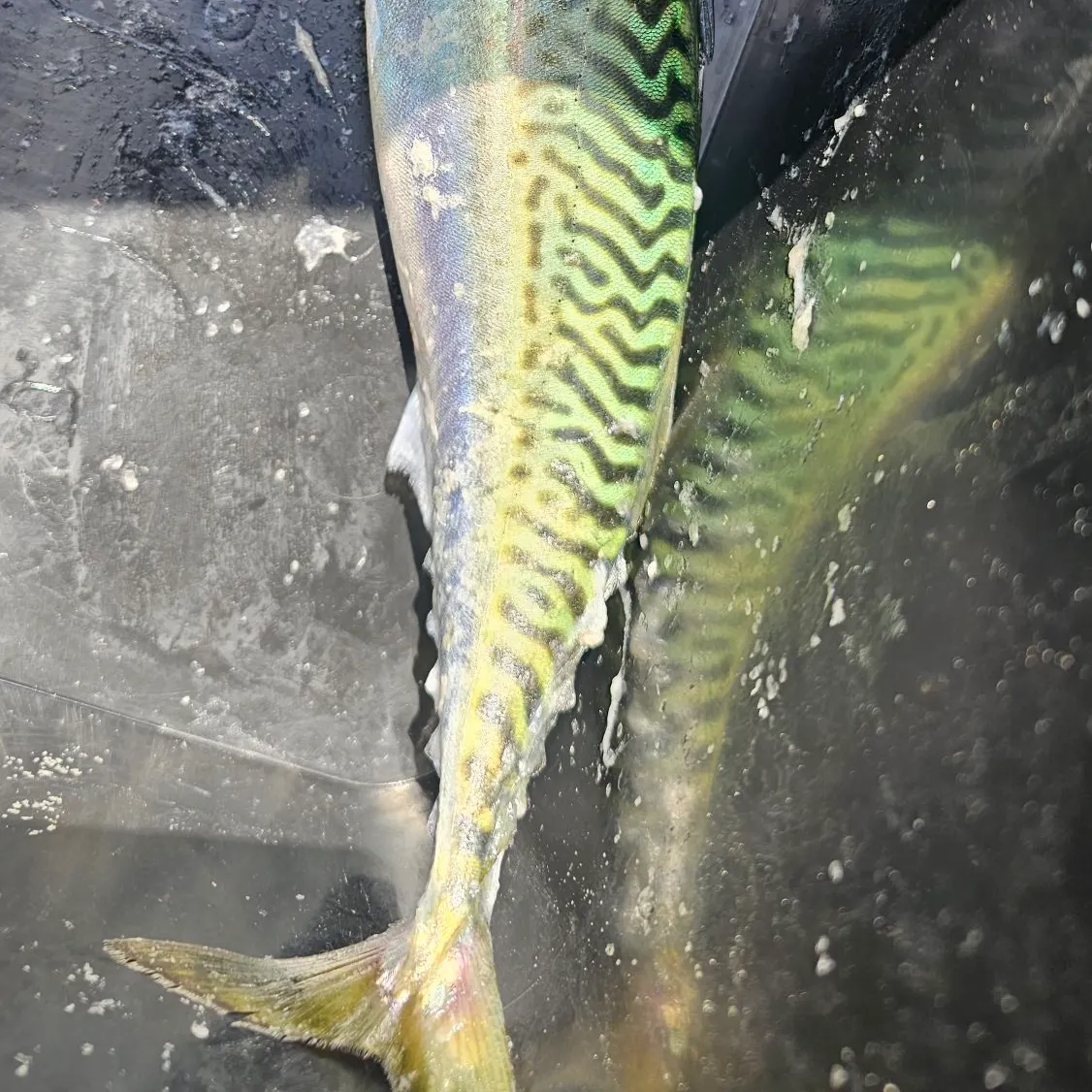 The most recent Tiger trout catches on Fishbrain