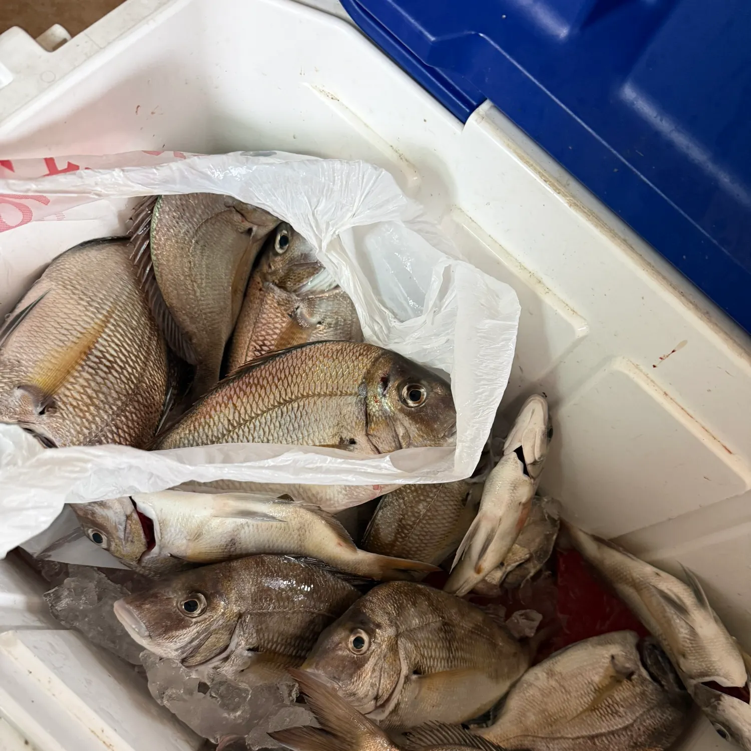 Scup caught on Fishbrain