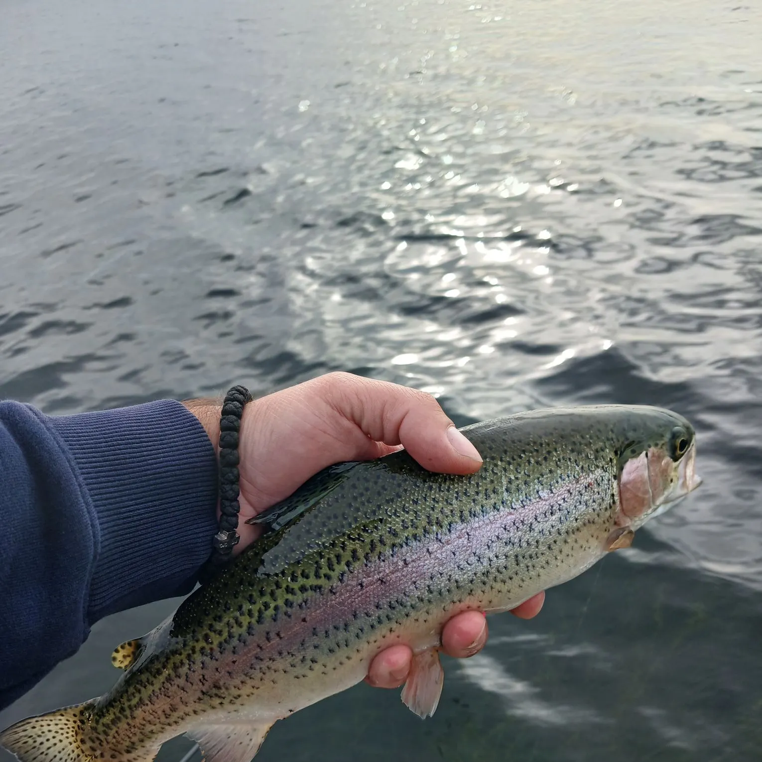 Rainbow trout caught on Fishbrain