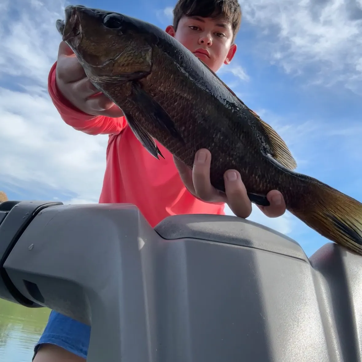 Mangrove snapper caught on Fishbrain