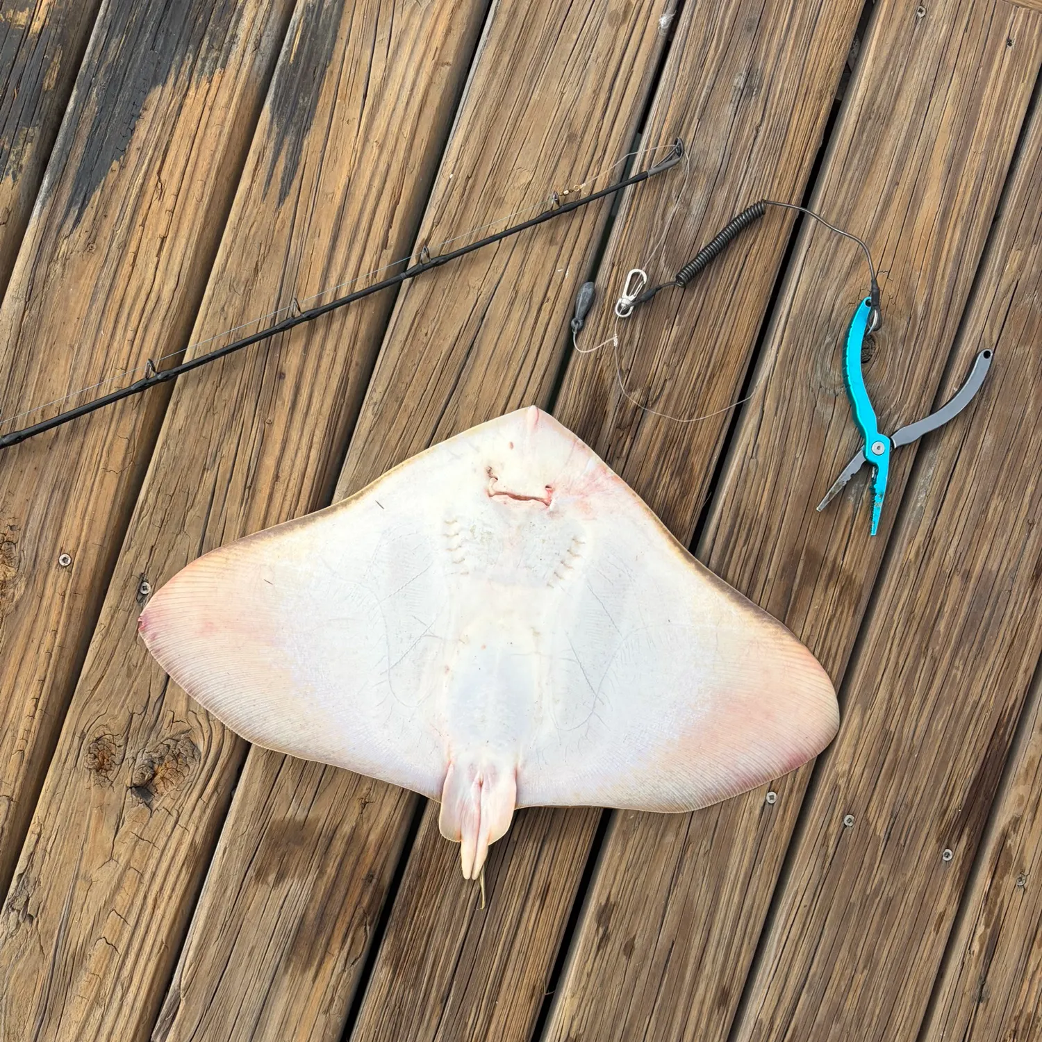 The most recent Spiny butterfly ray catches on Fishbrain