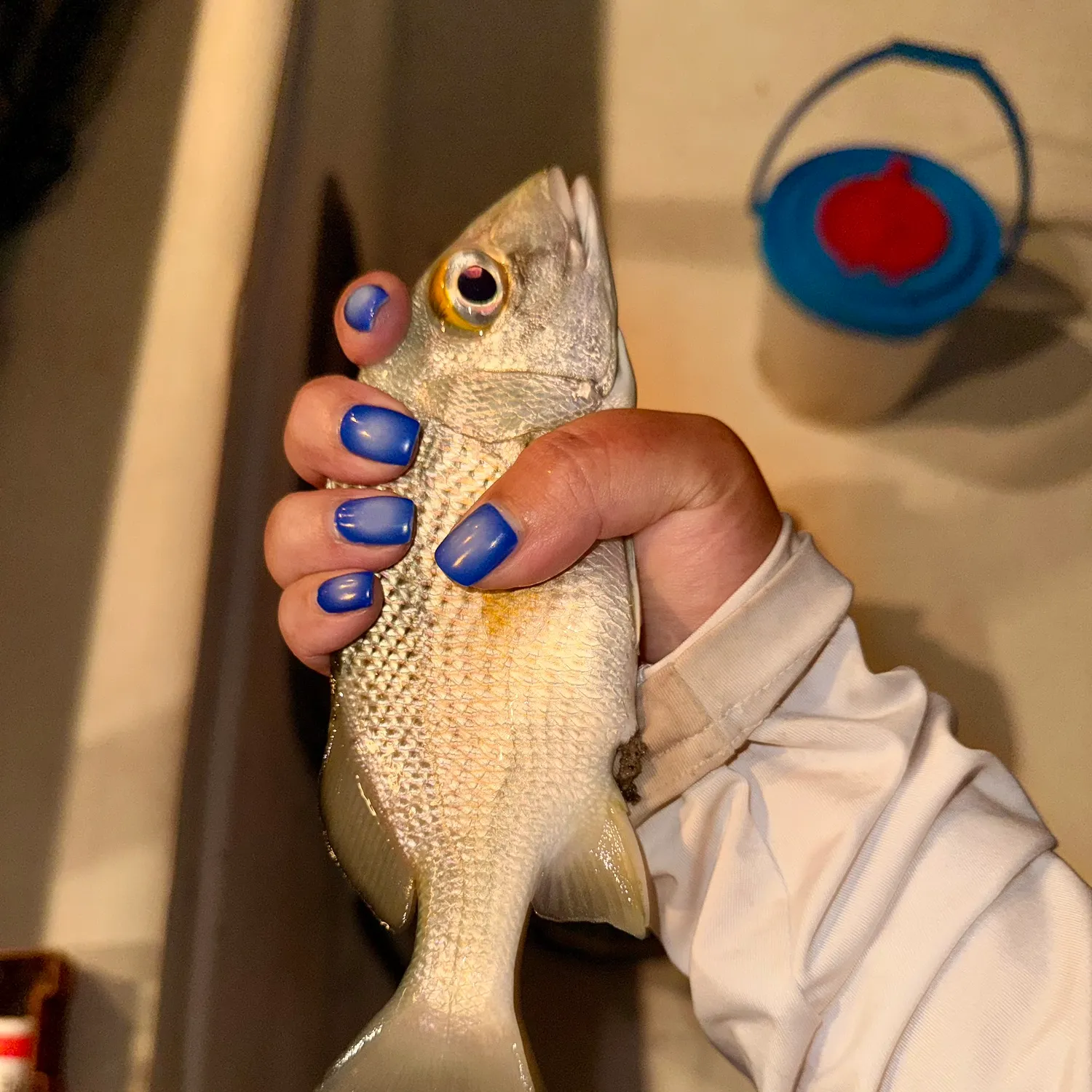 The most recent White margate catches on Fishbrain