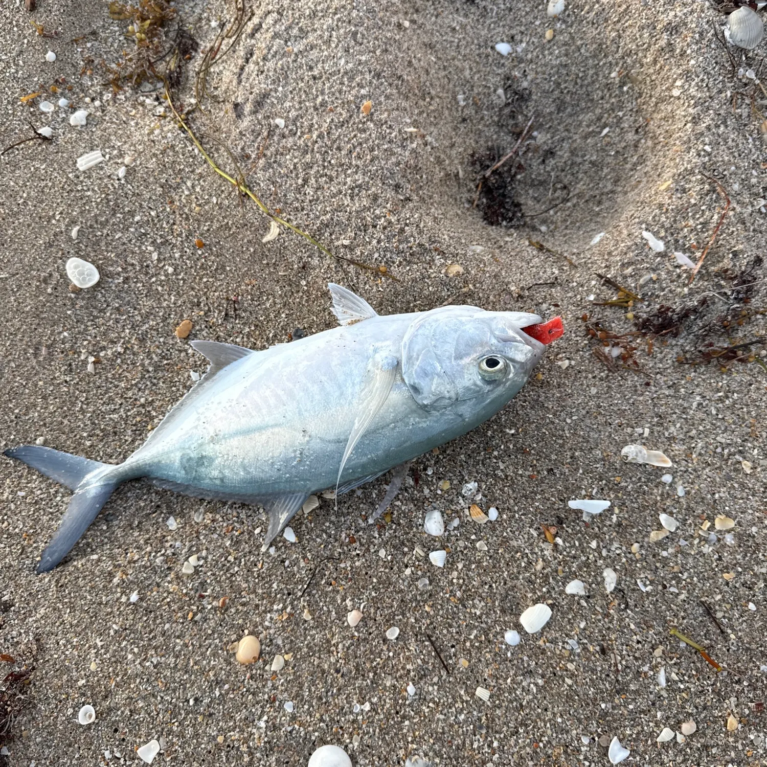 The most recent Blue runner catches on Fishbrain