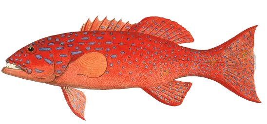 Spotted coralgrouper