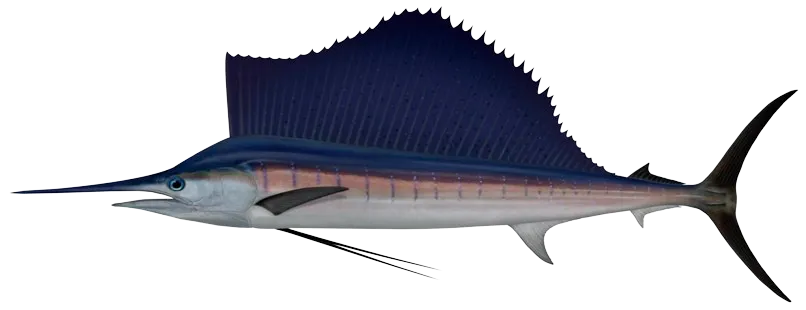 Atlantic sailfish