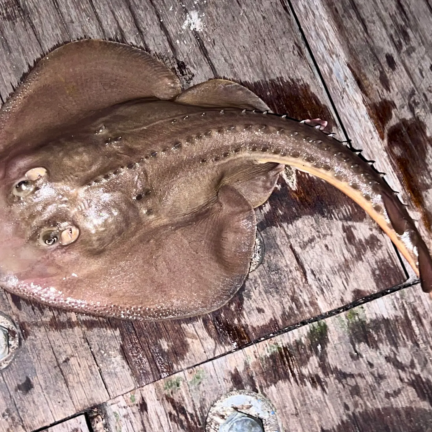 Thornback guitarfish caught on Fishbrain
