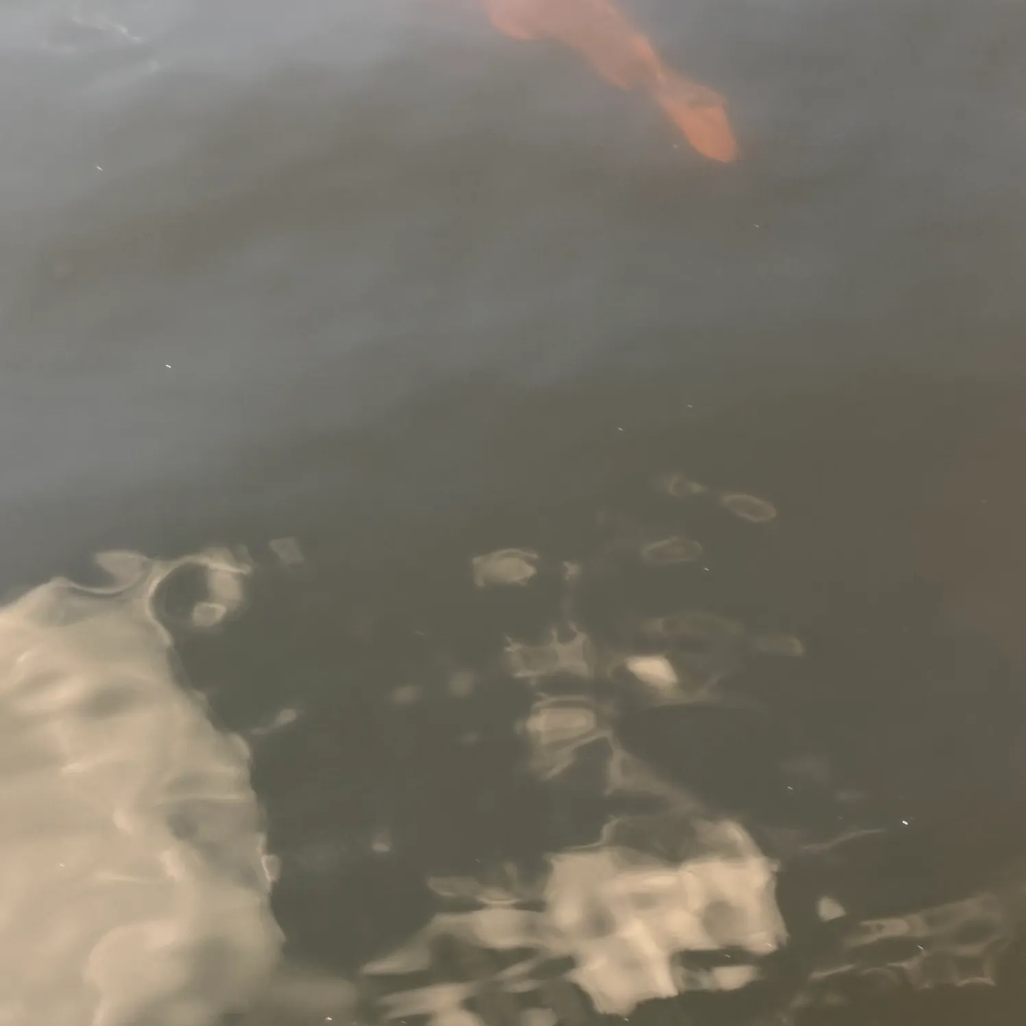Koi x common carp caught on Fishbrain
