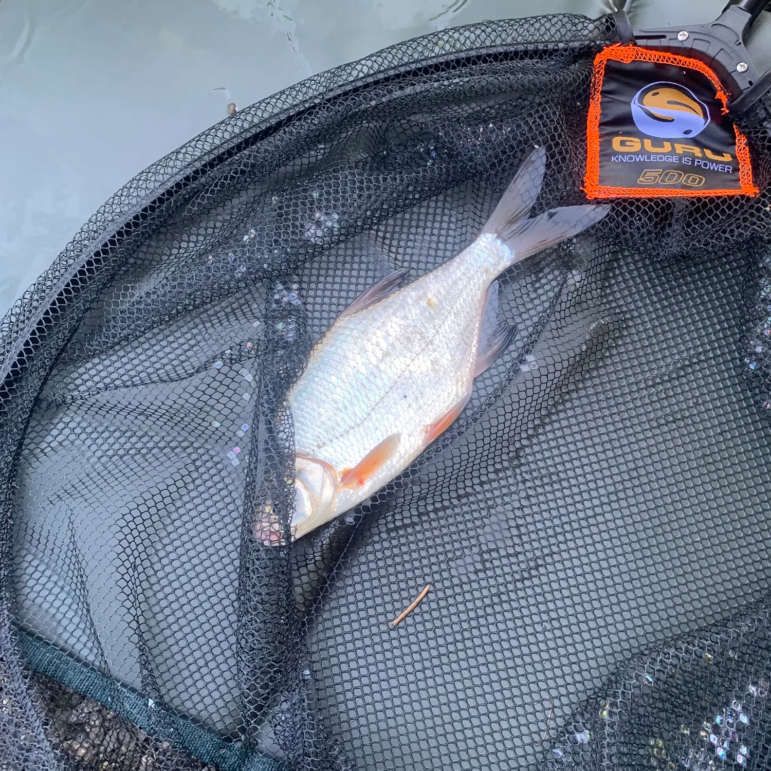 The most recent White bream catches on Fishbrain